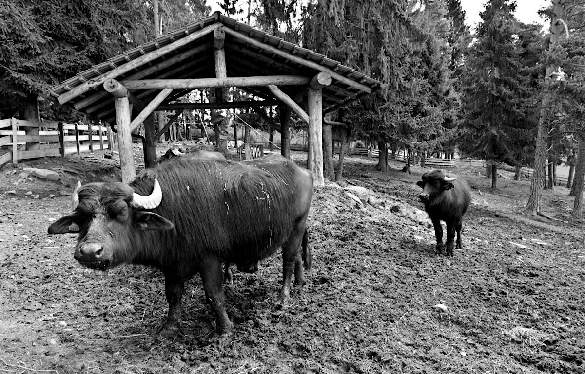 Büffel in Südtirol