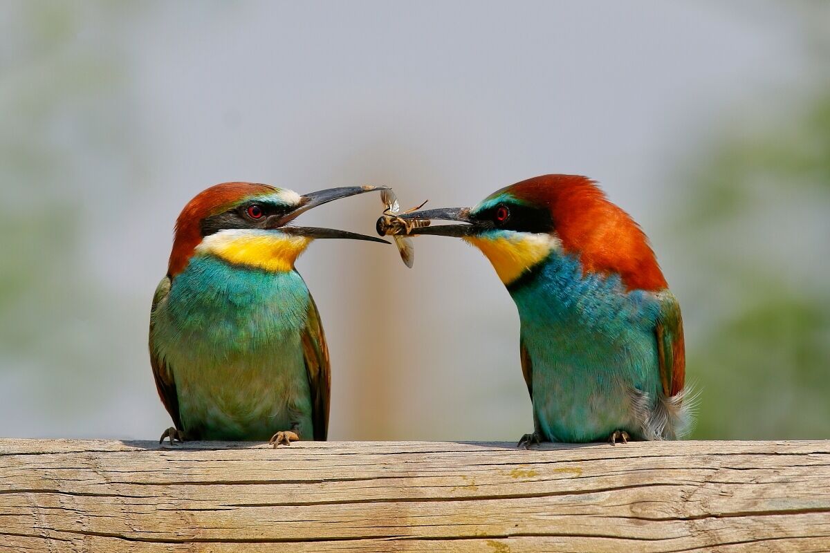 Bee-eaters