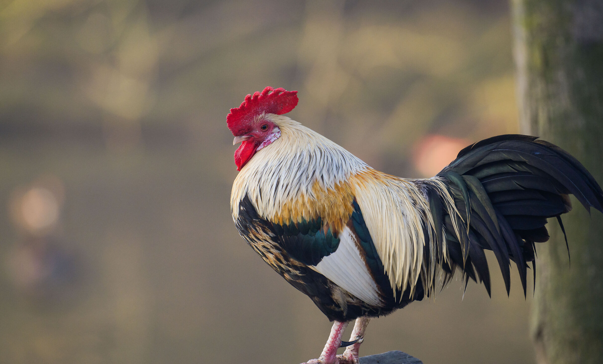 Rooster