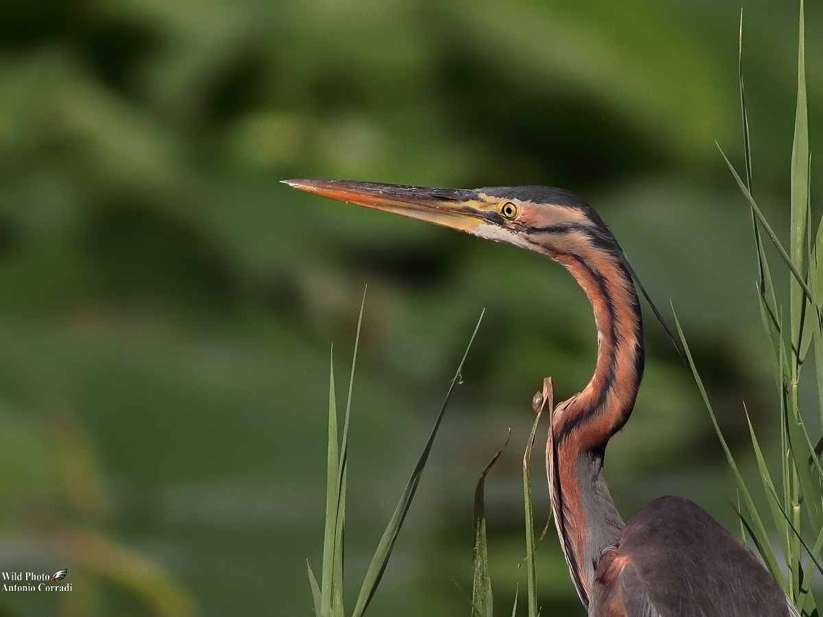 Ritratto Airone Rosso