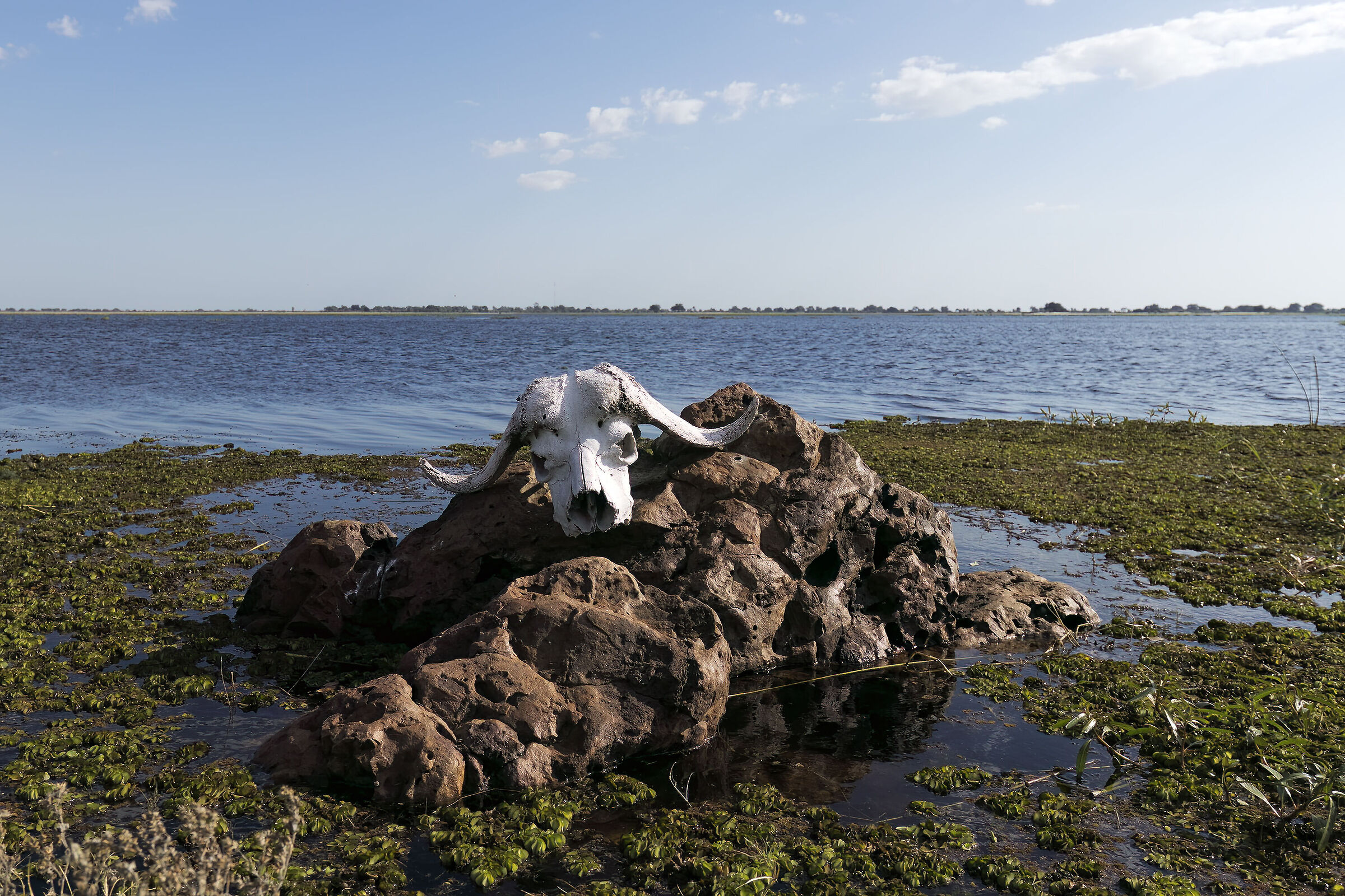 Memento mori Chobe National Park. Botswana