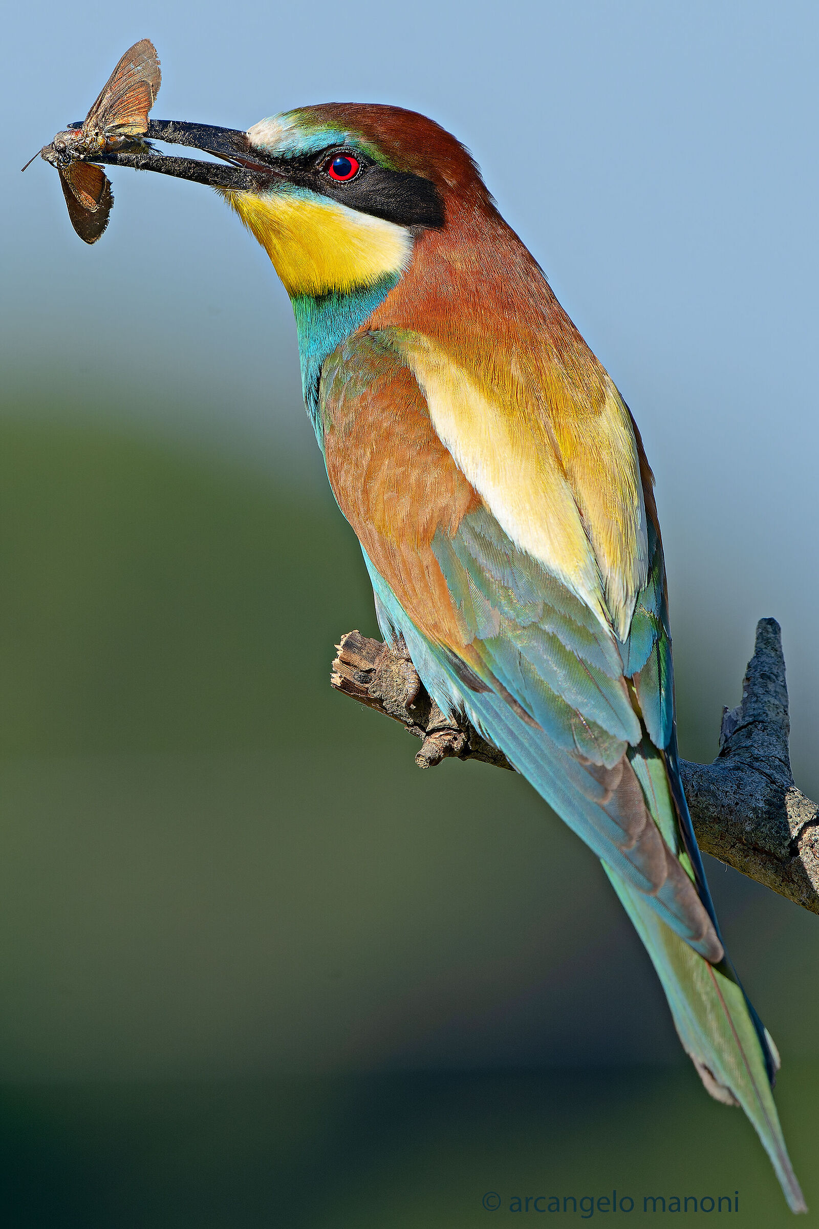 La farfalla come preda