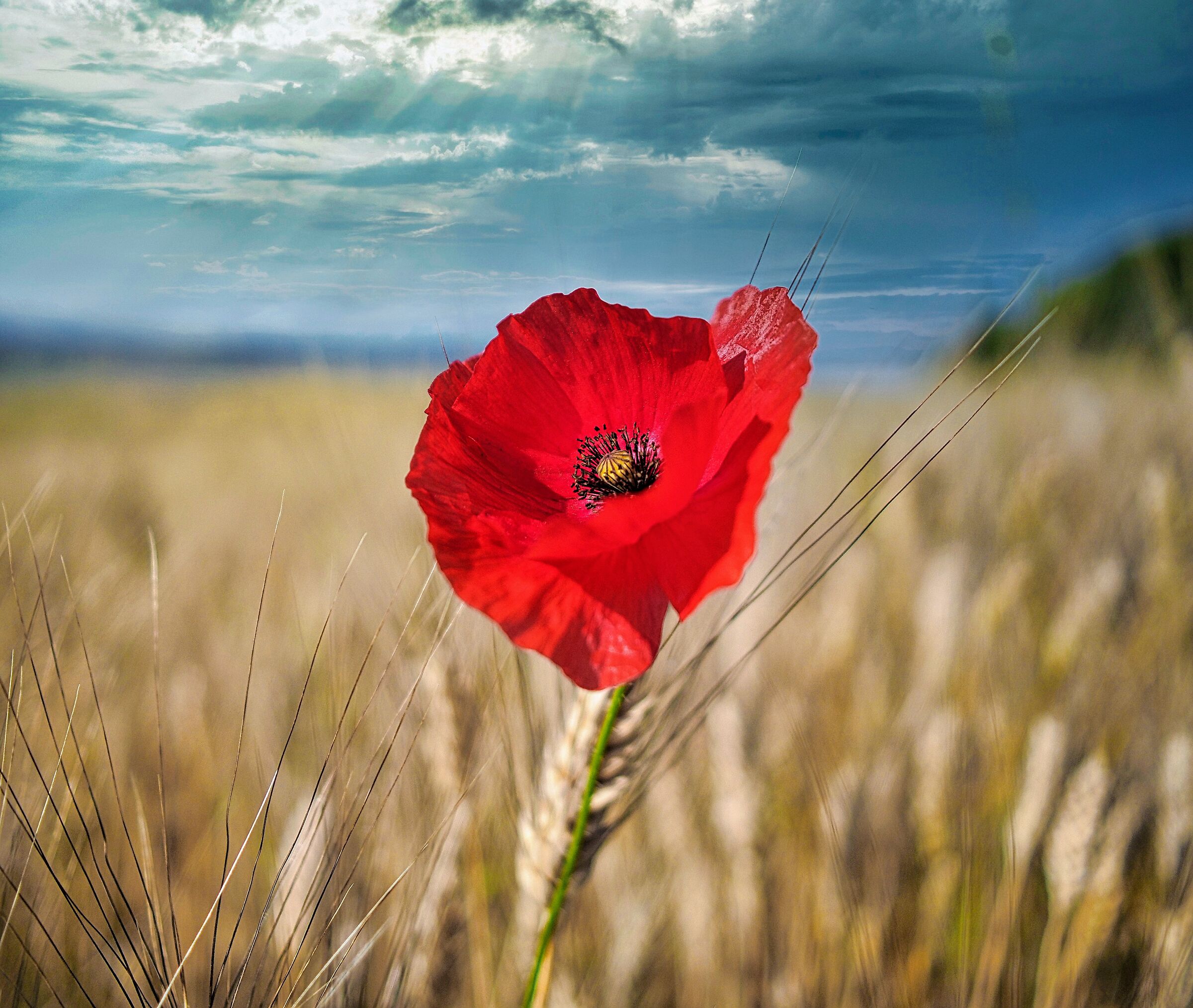 Test yongnuo 17 to TA