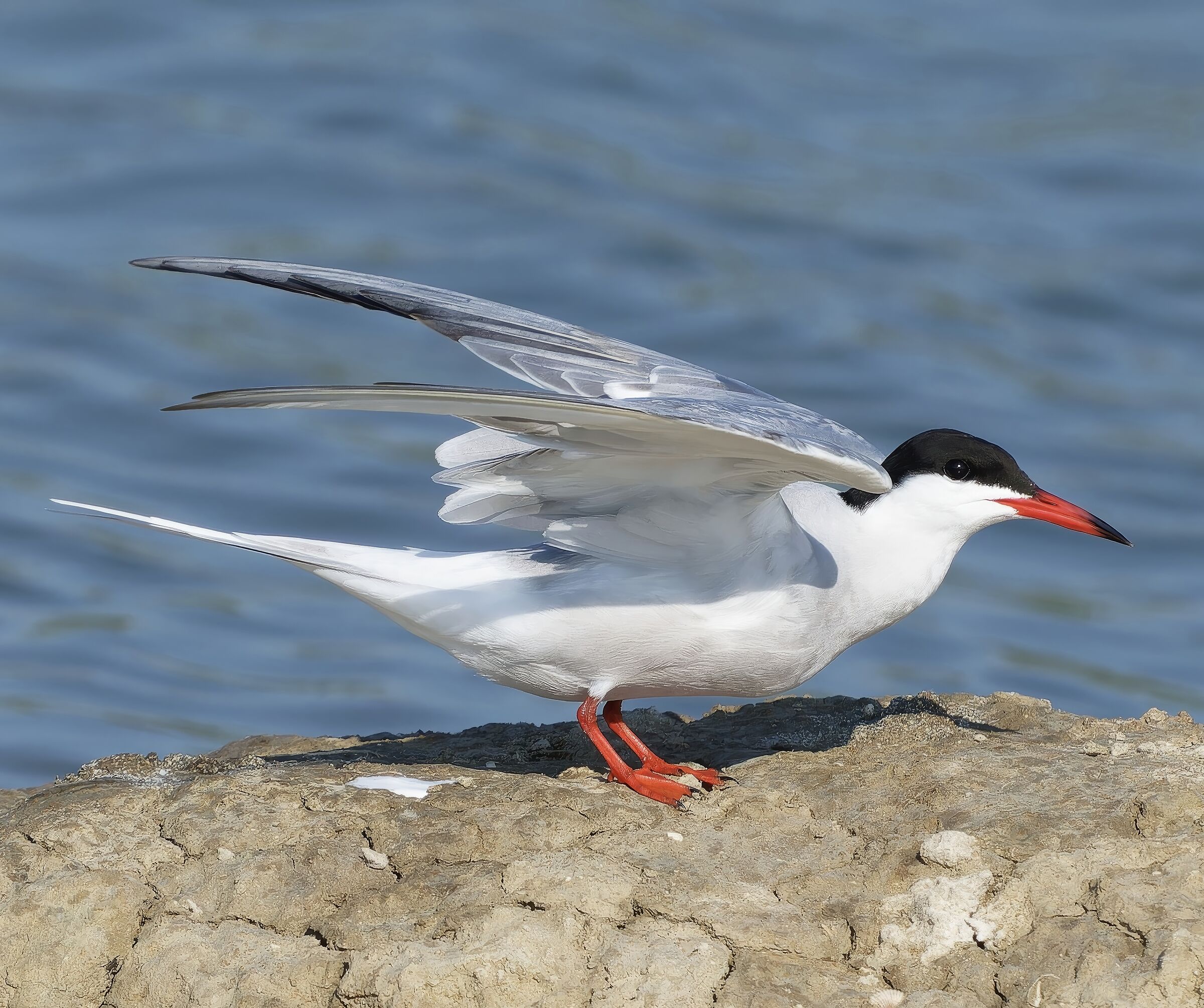 Tern