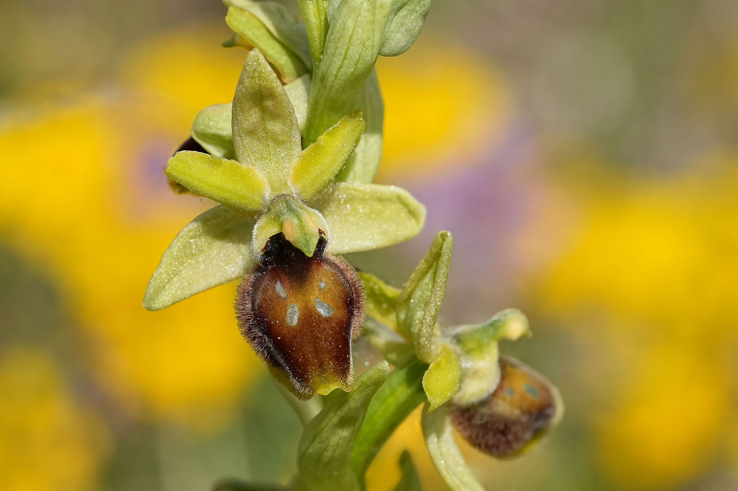 Ophrys promontorii
