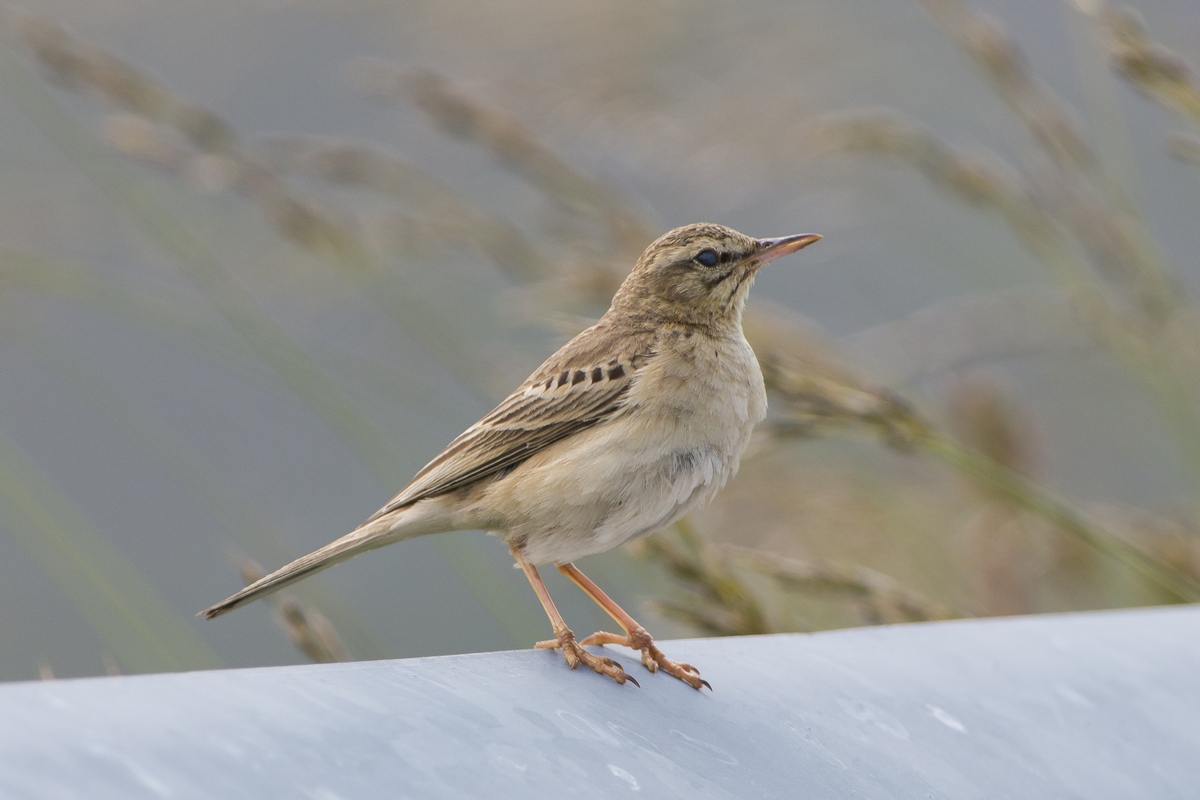Pipit