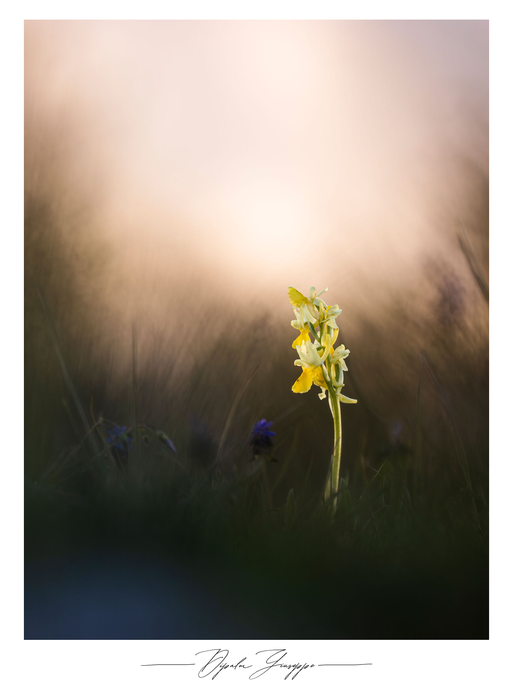 Dactylorhiza sambucina