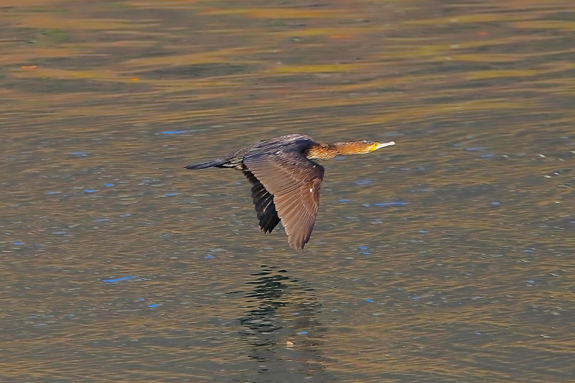 Cormorano 05 marzo 2025 - 0071