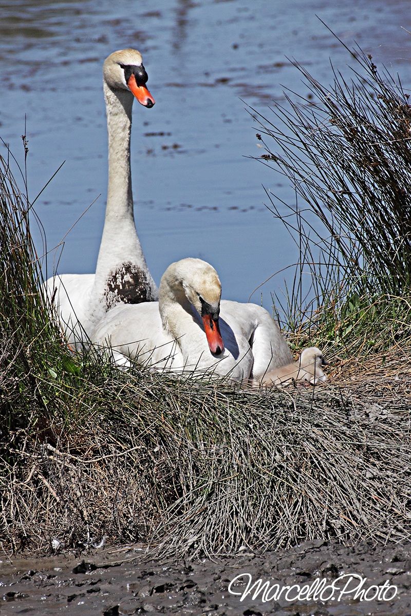 allegra famigliola....
