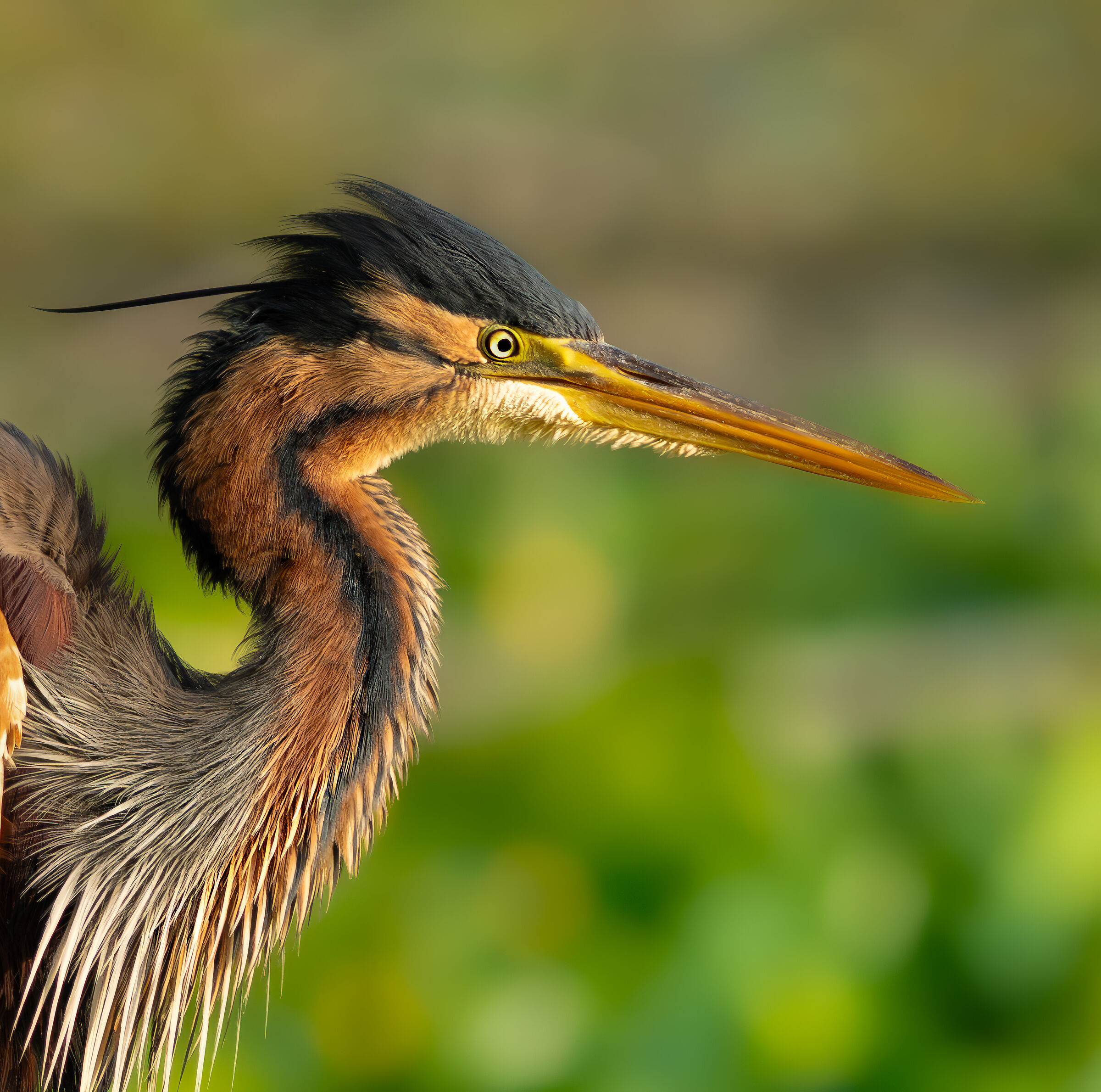 Purple heron