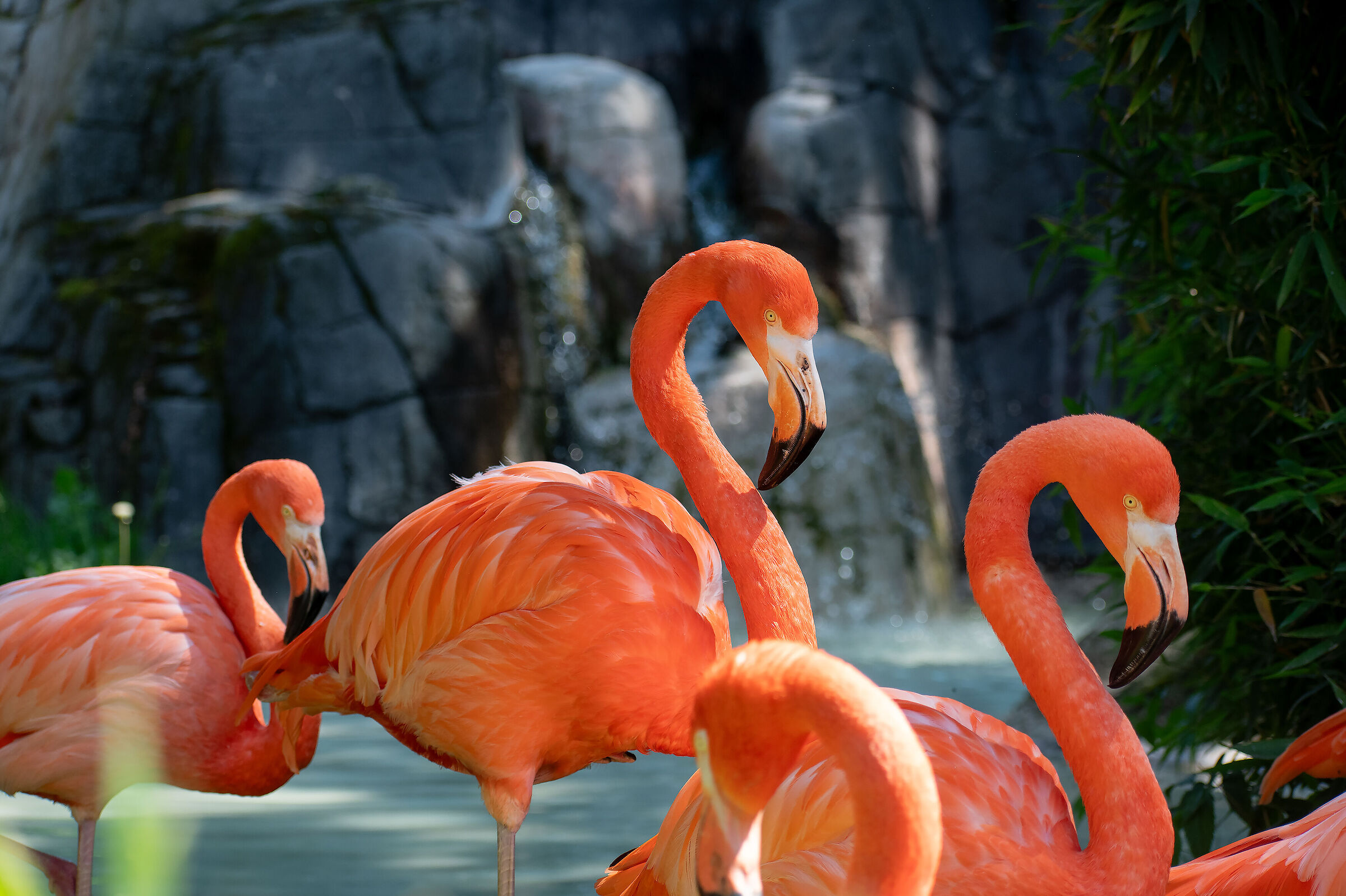 Flamingo