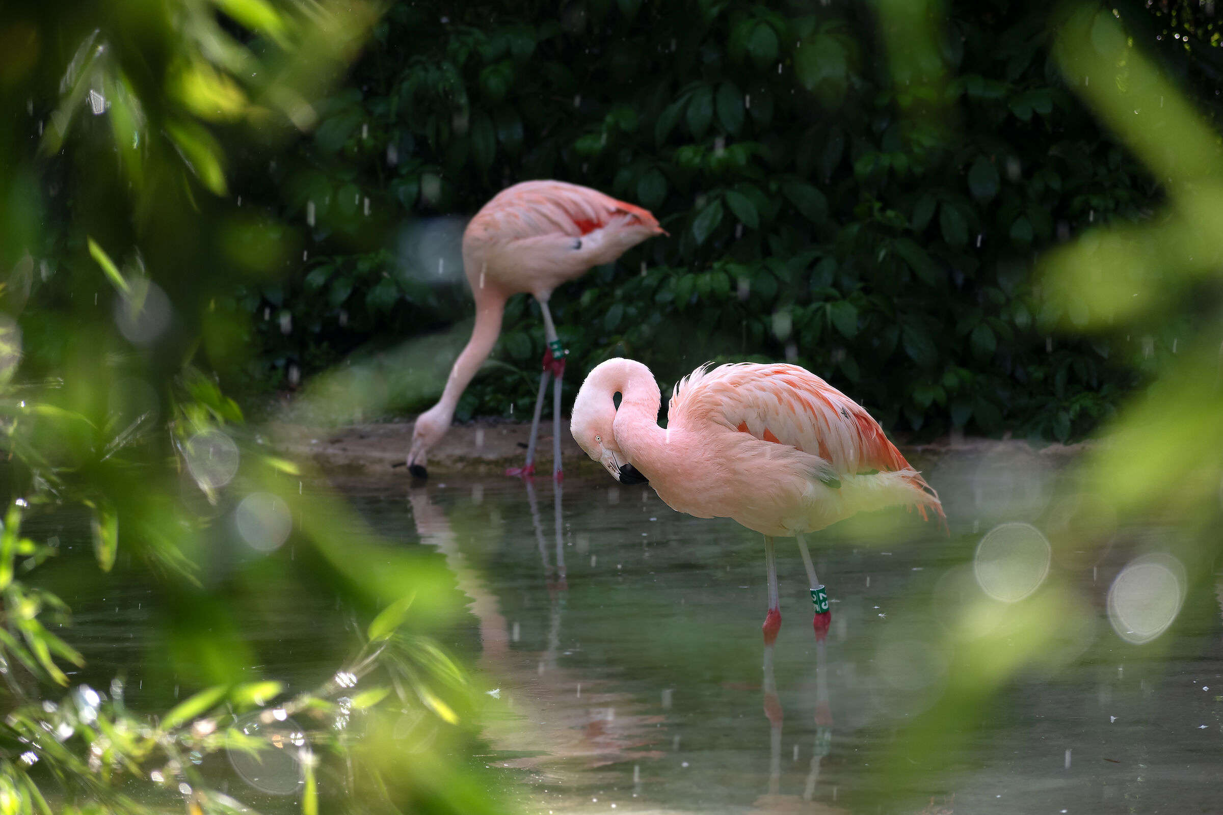 Flamingos in the rain