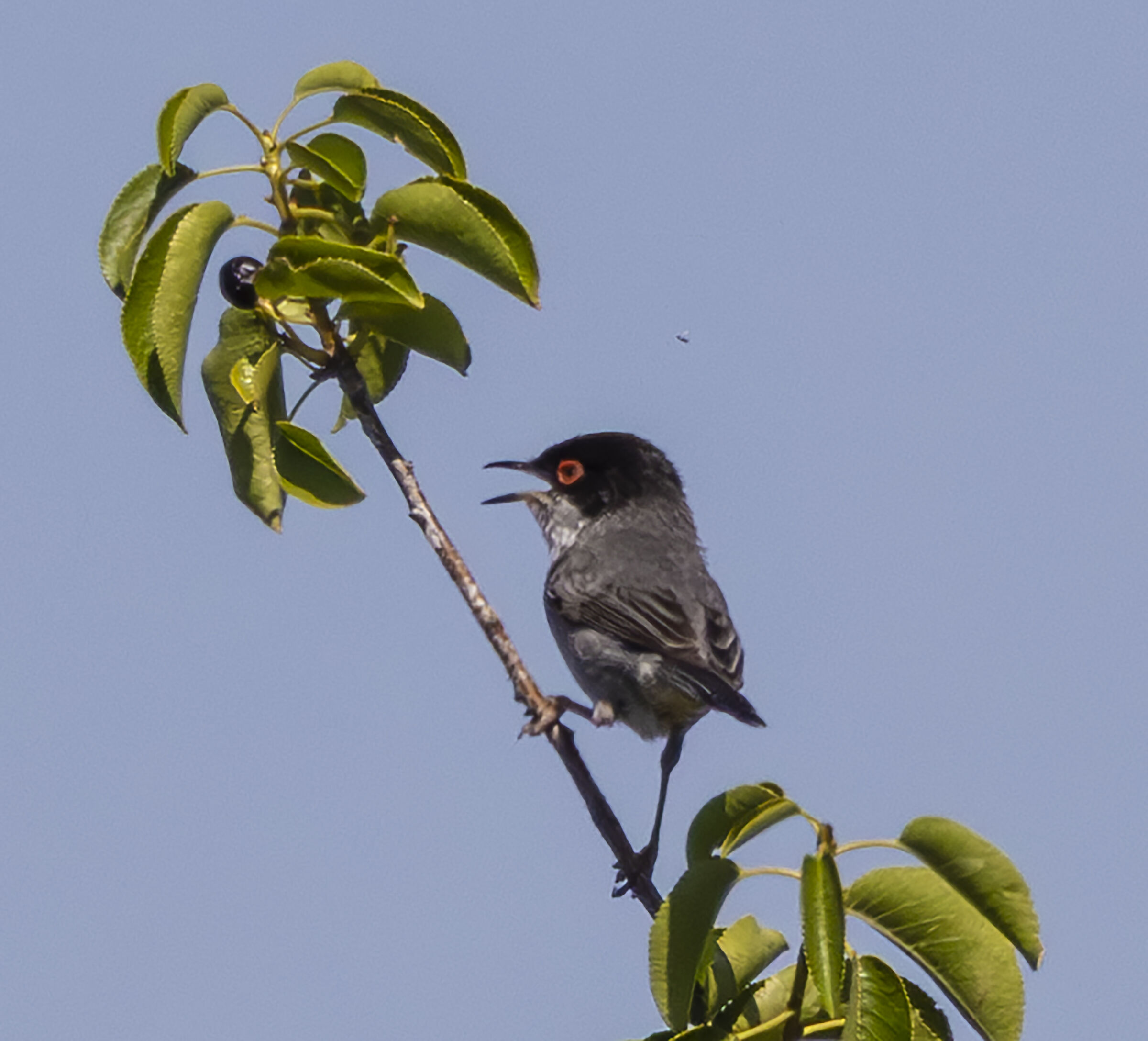 occhiocotto