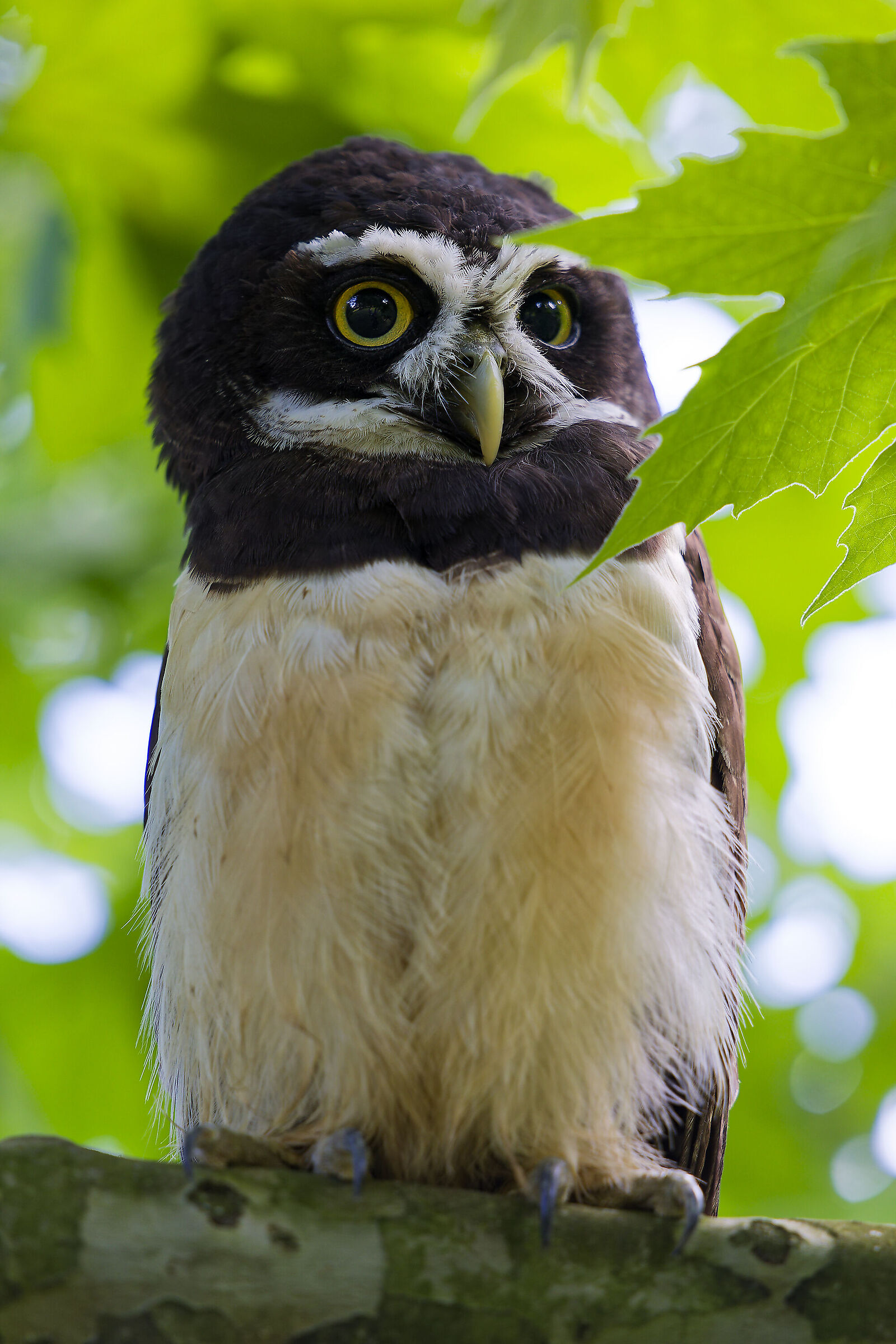 Spectacled Owl