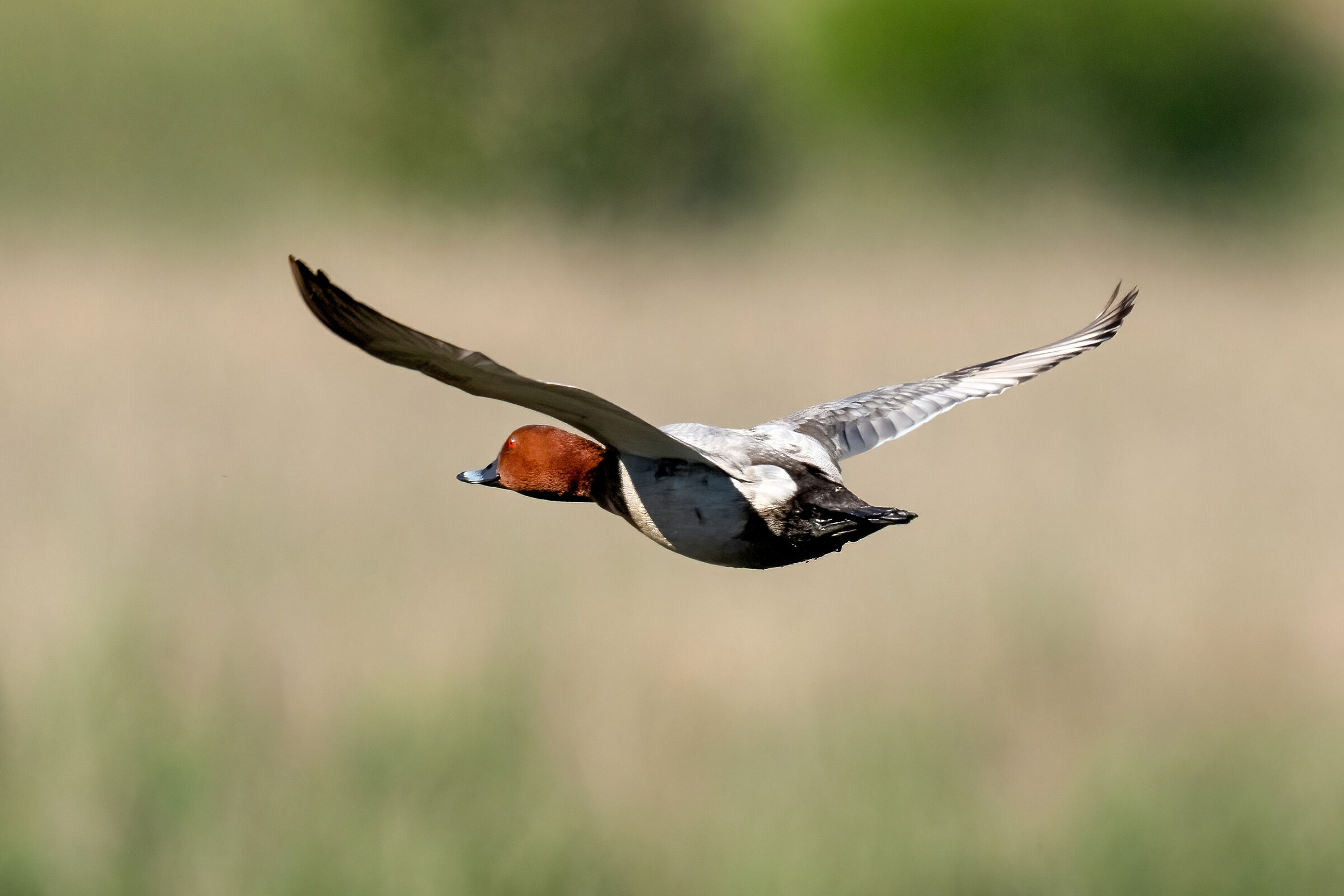 Pochard (Aythya ferina) male