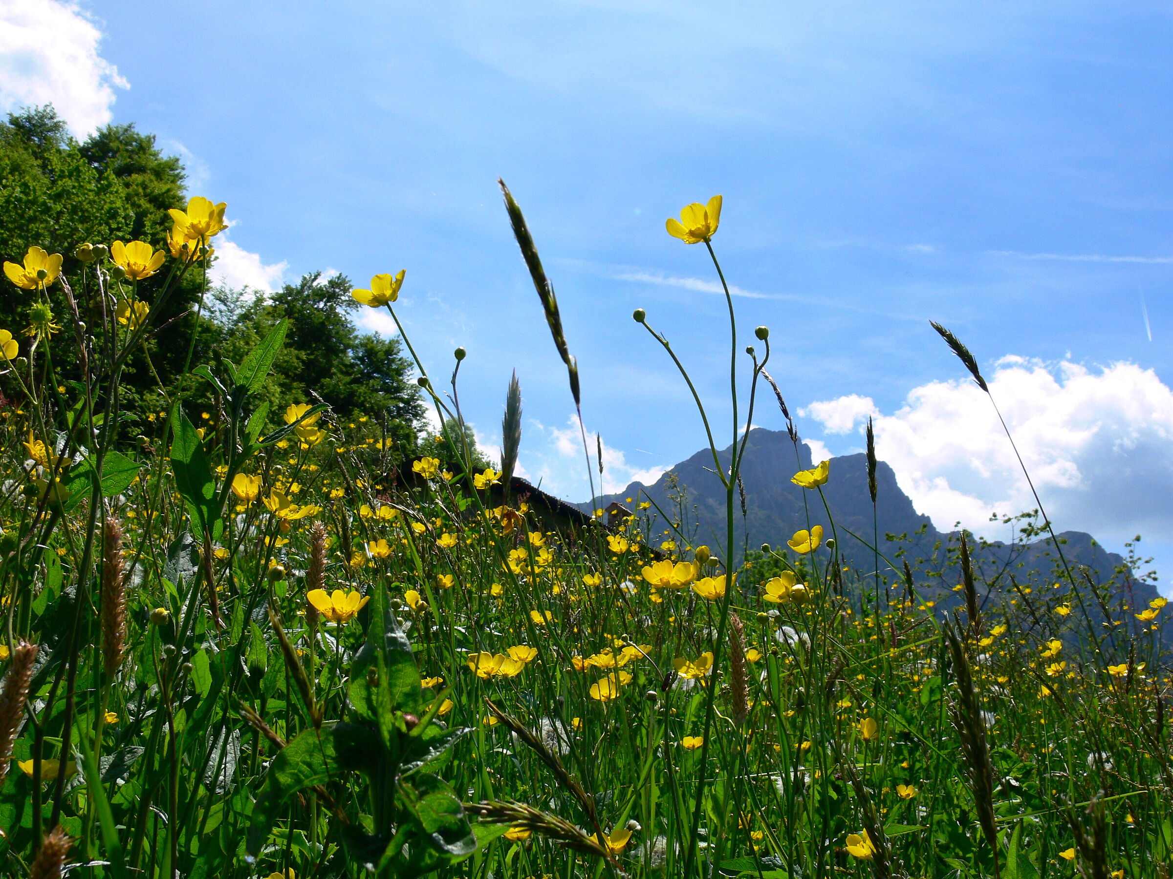 Wild flowers mountains background