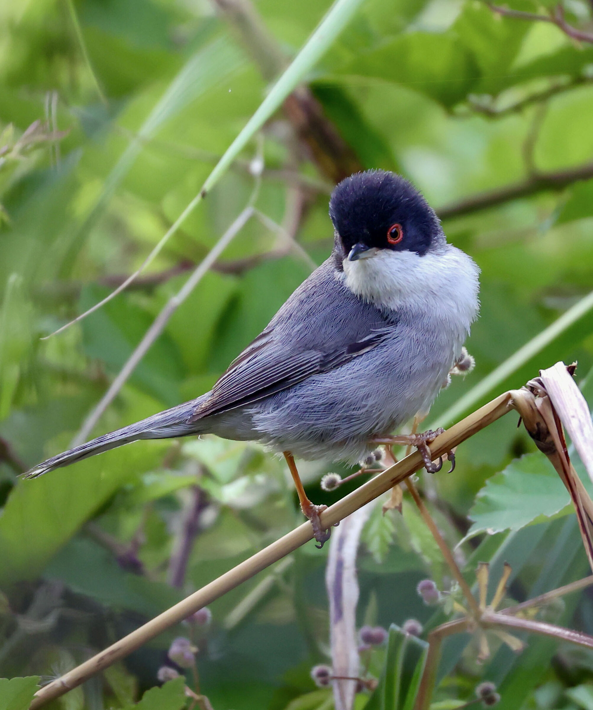 Sardinian warbler