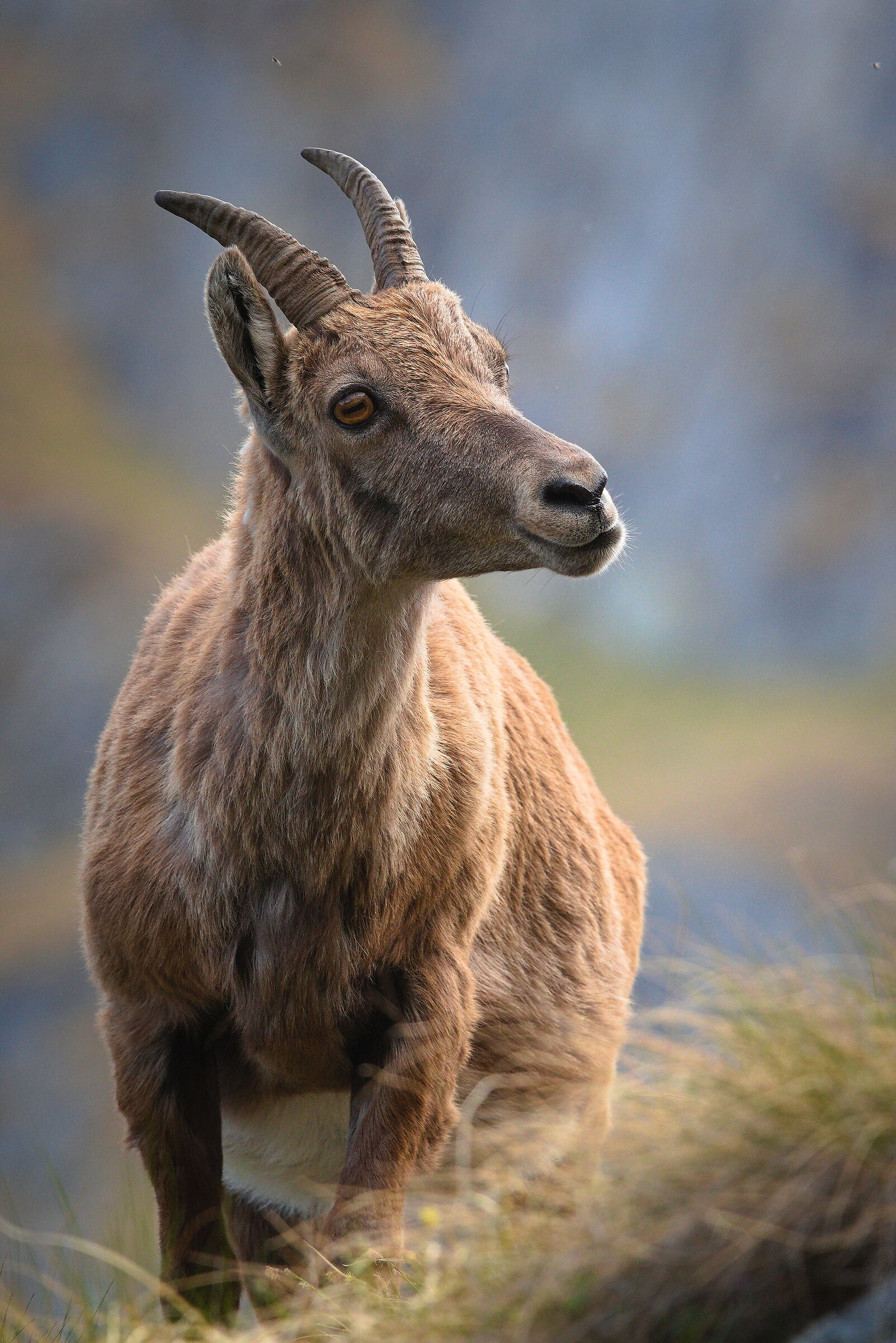 Un simpatico musetto