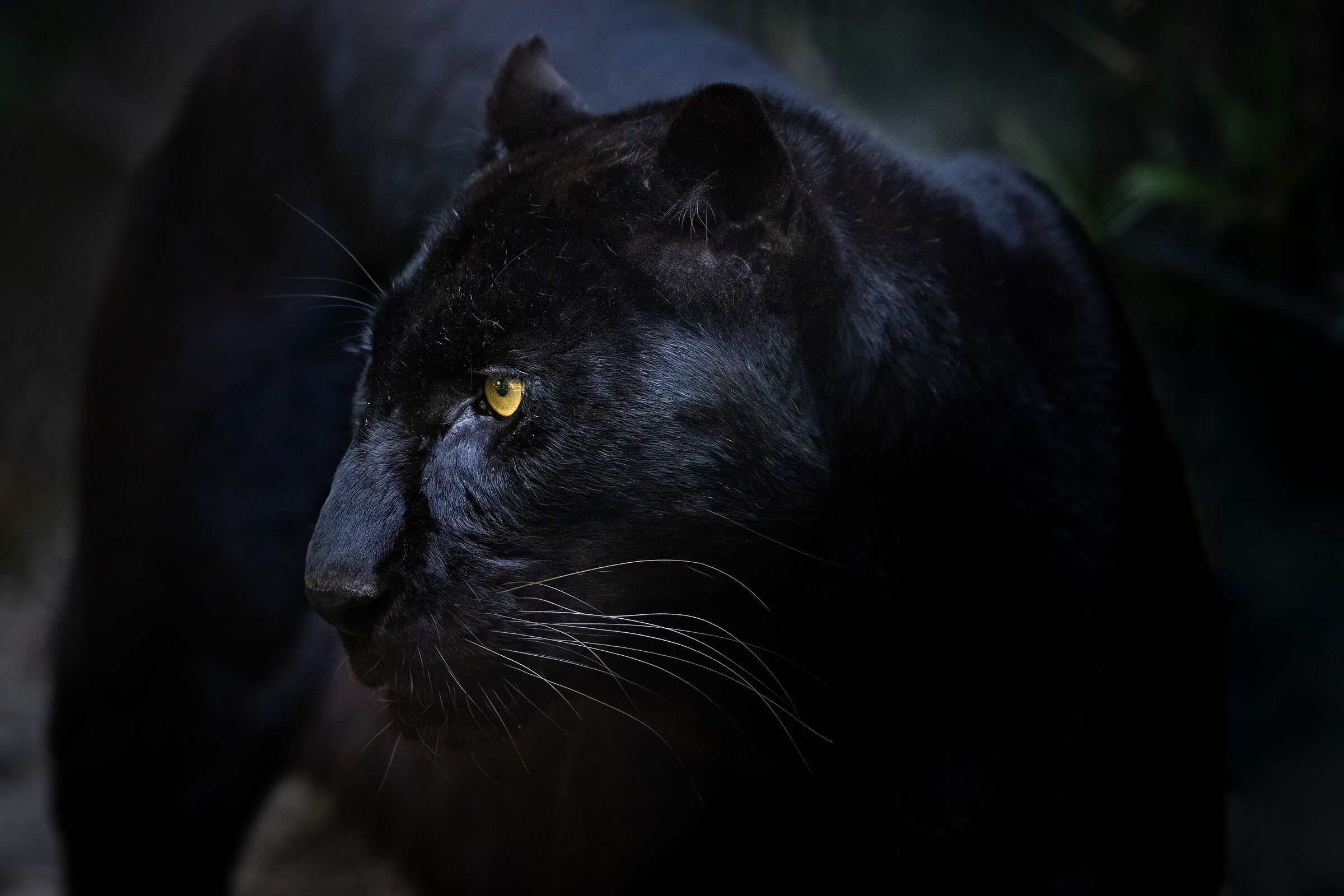 The black panther