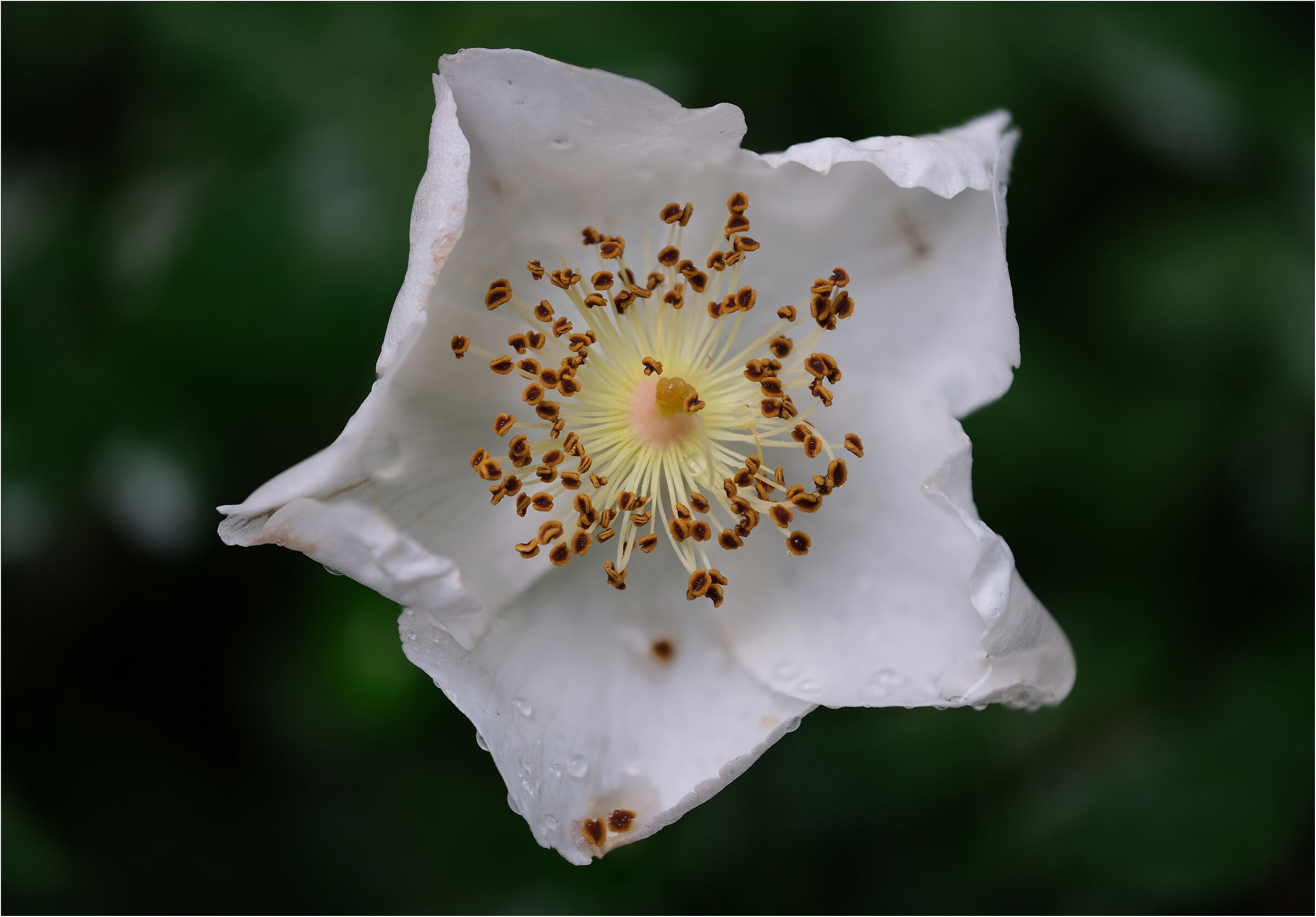 -struttura di un fiore-