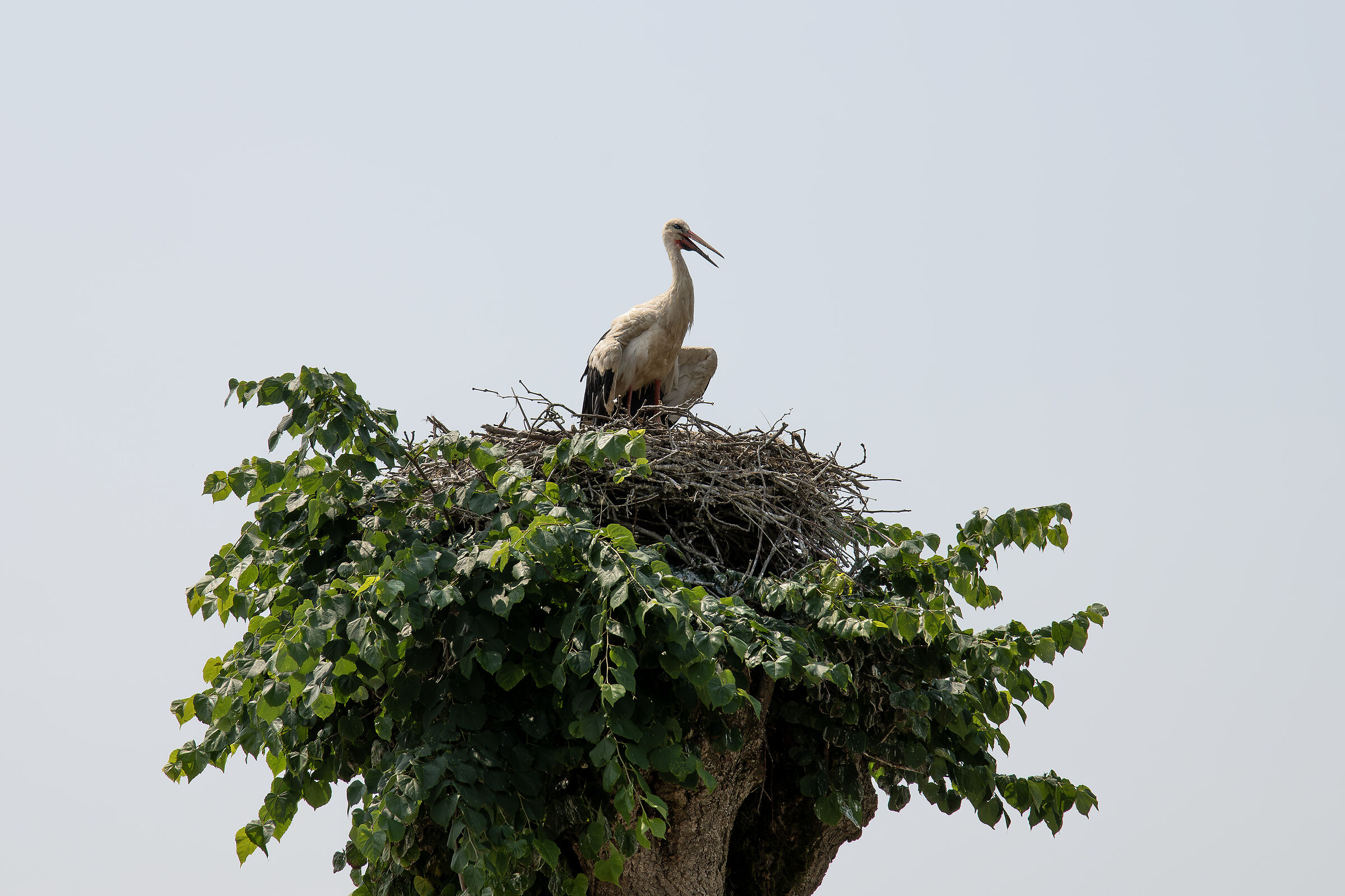 Stork