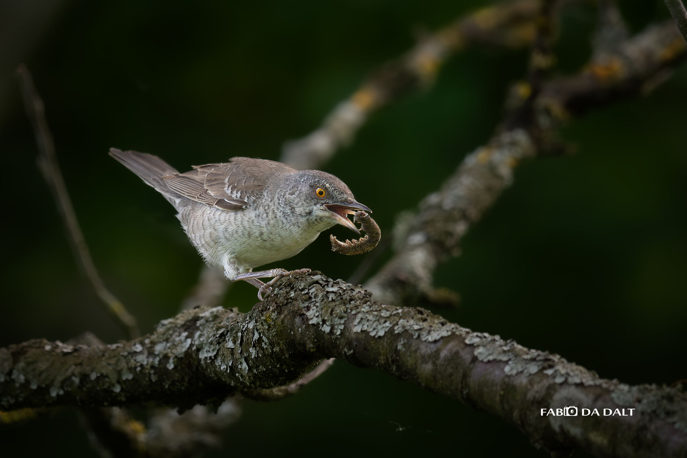 Barred warbler