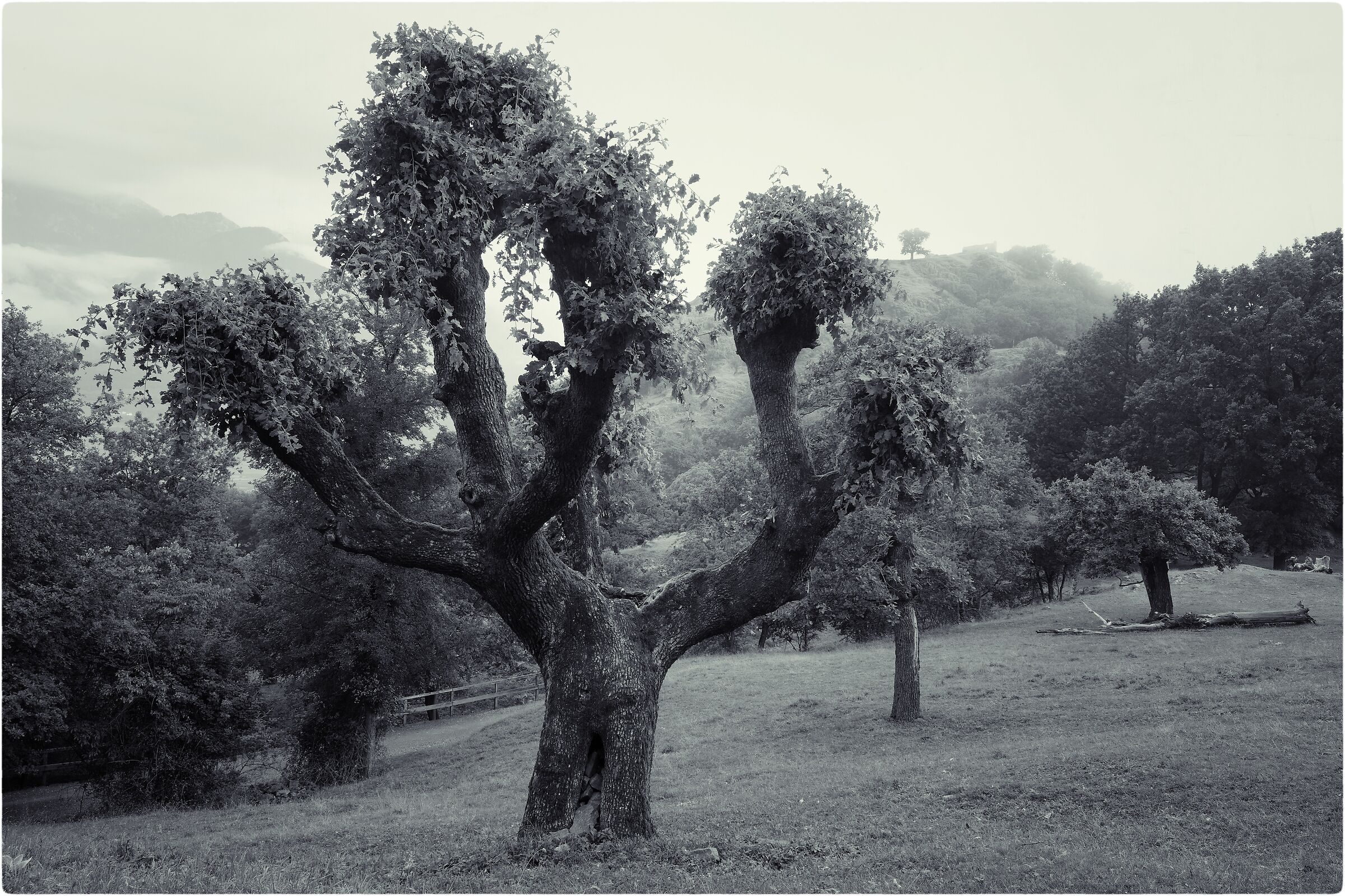 -natura selvaggia-
