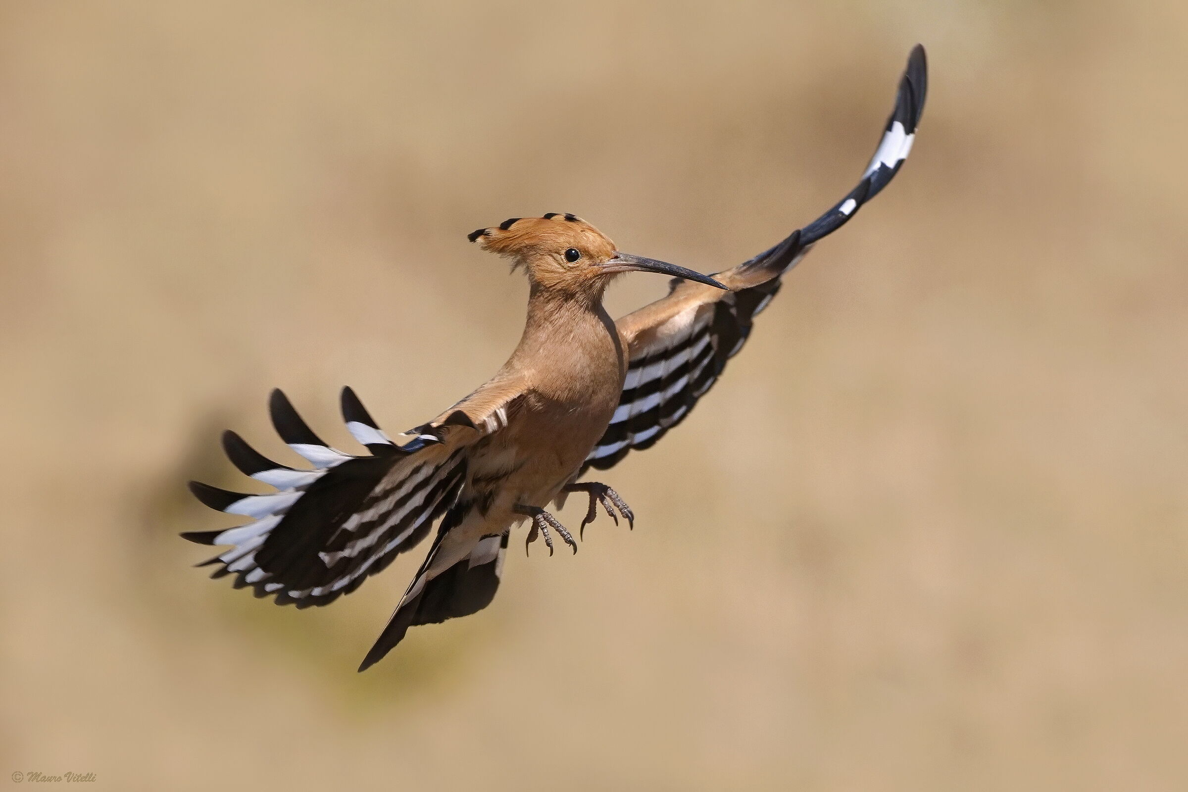 Hoopoe (Upupa epops)