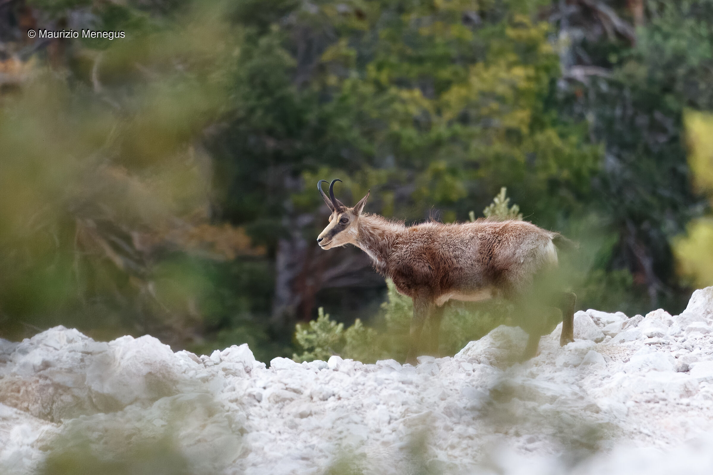 Camoscio maschio a giugno