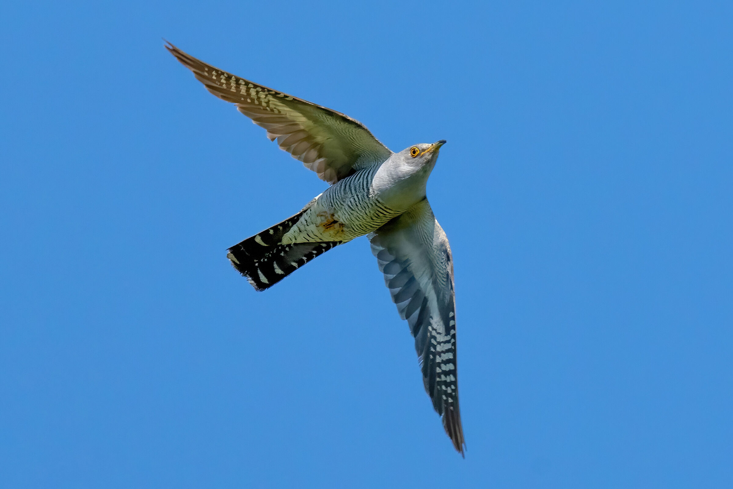 Cuculo (Cuculus canorus) male