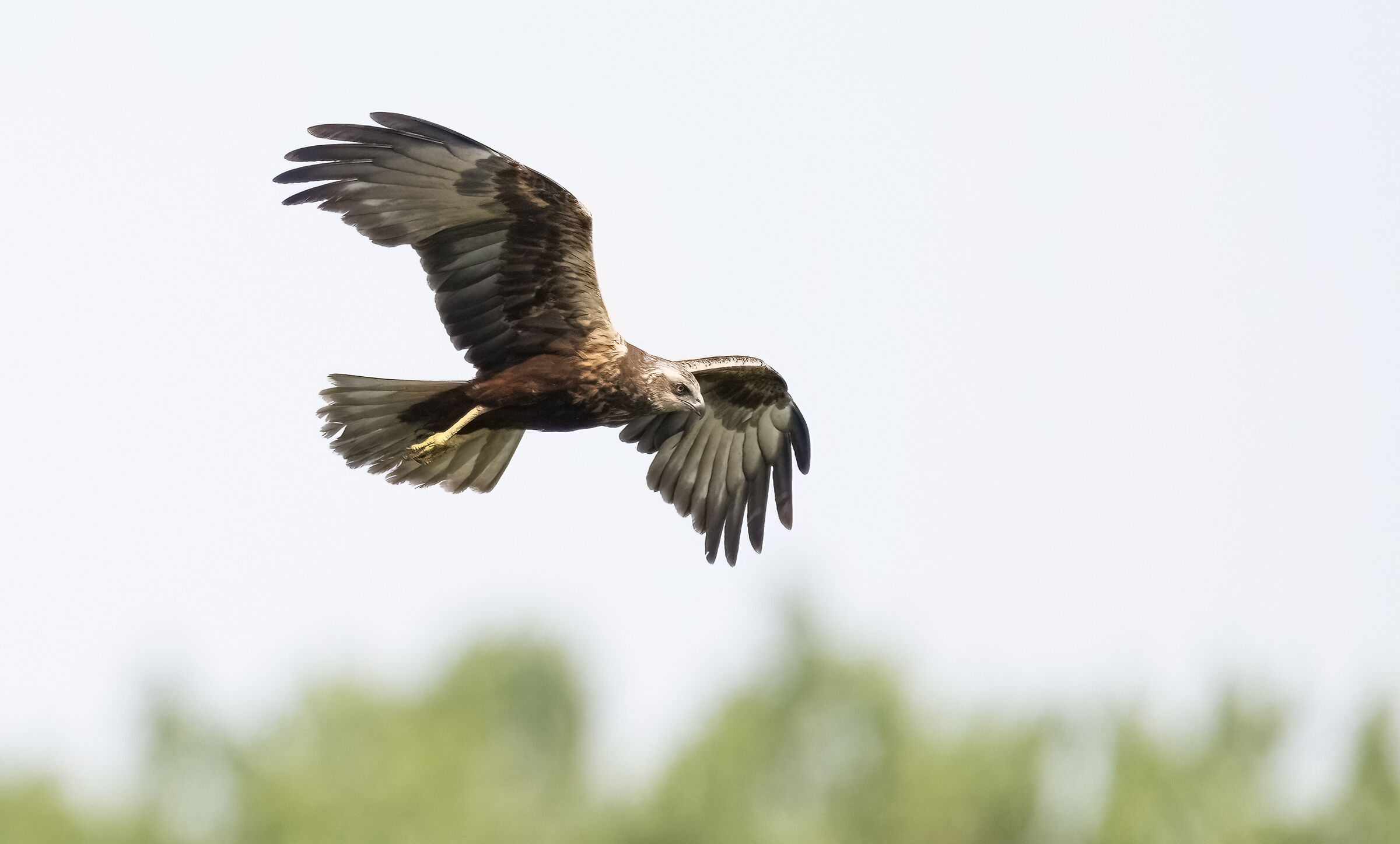 Female Marsh Harrier