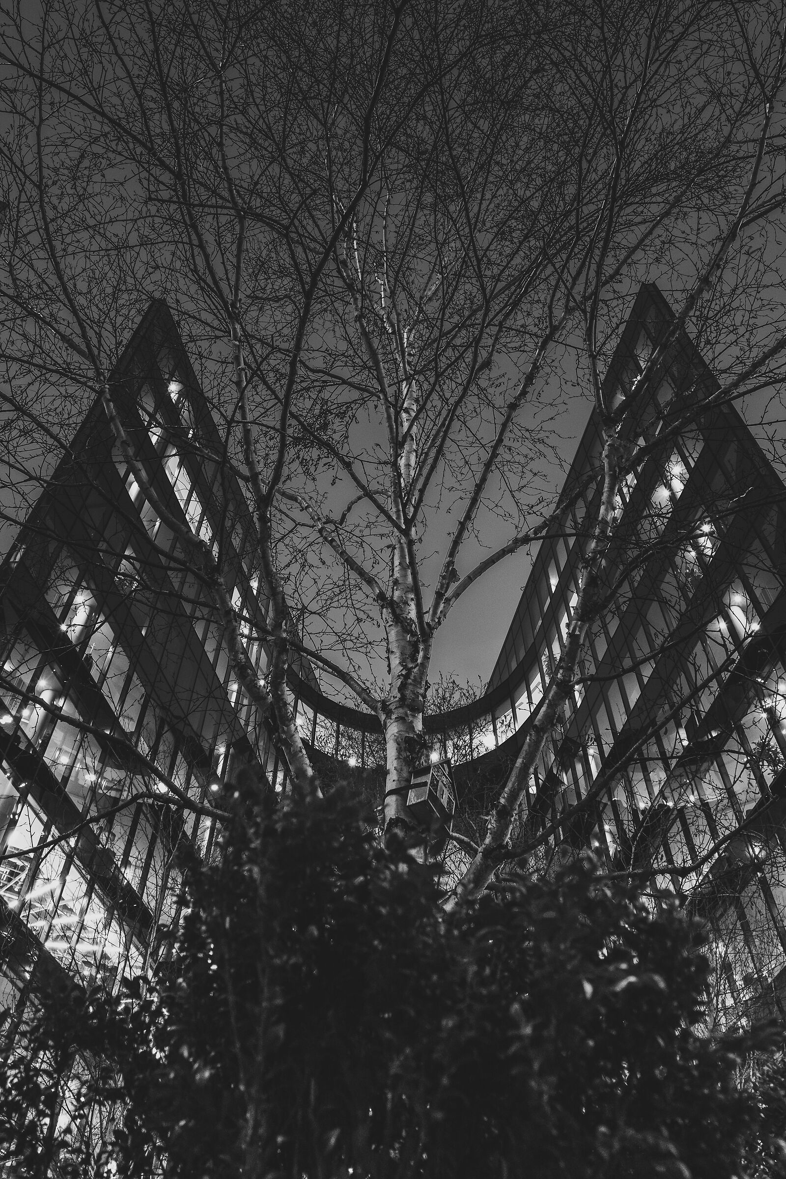 Di notte l'albero si gira e affonda le radici nel cielo