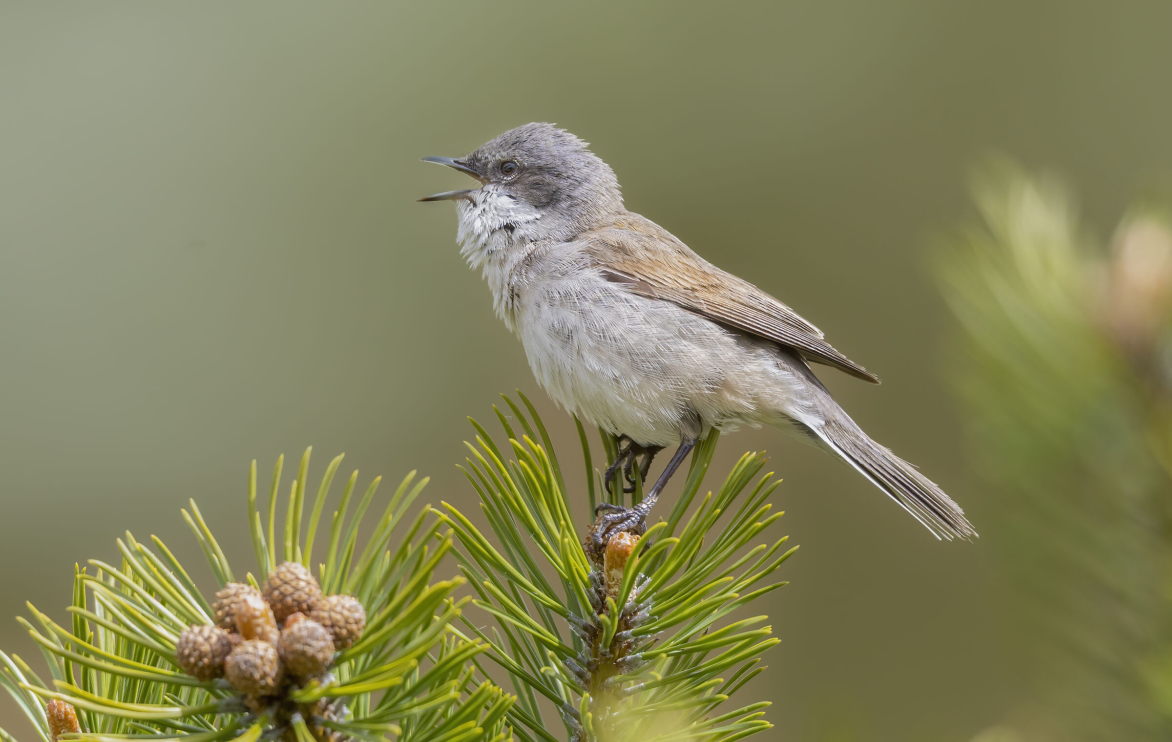 cantare in cima all'albero, bigiarella