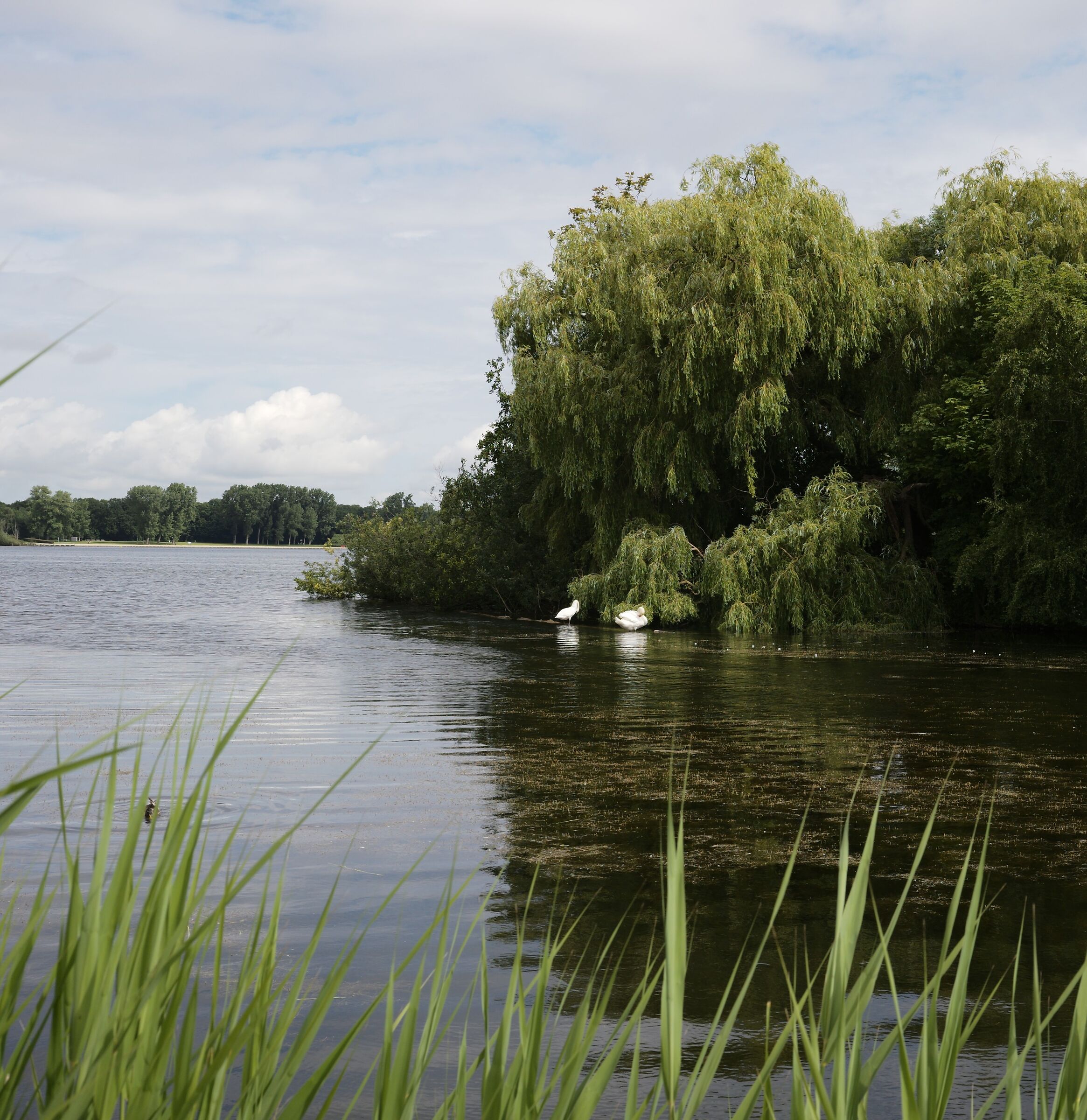 Kralingse Plas, the lake in the city