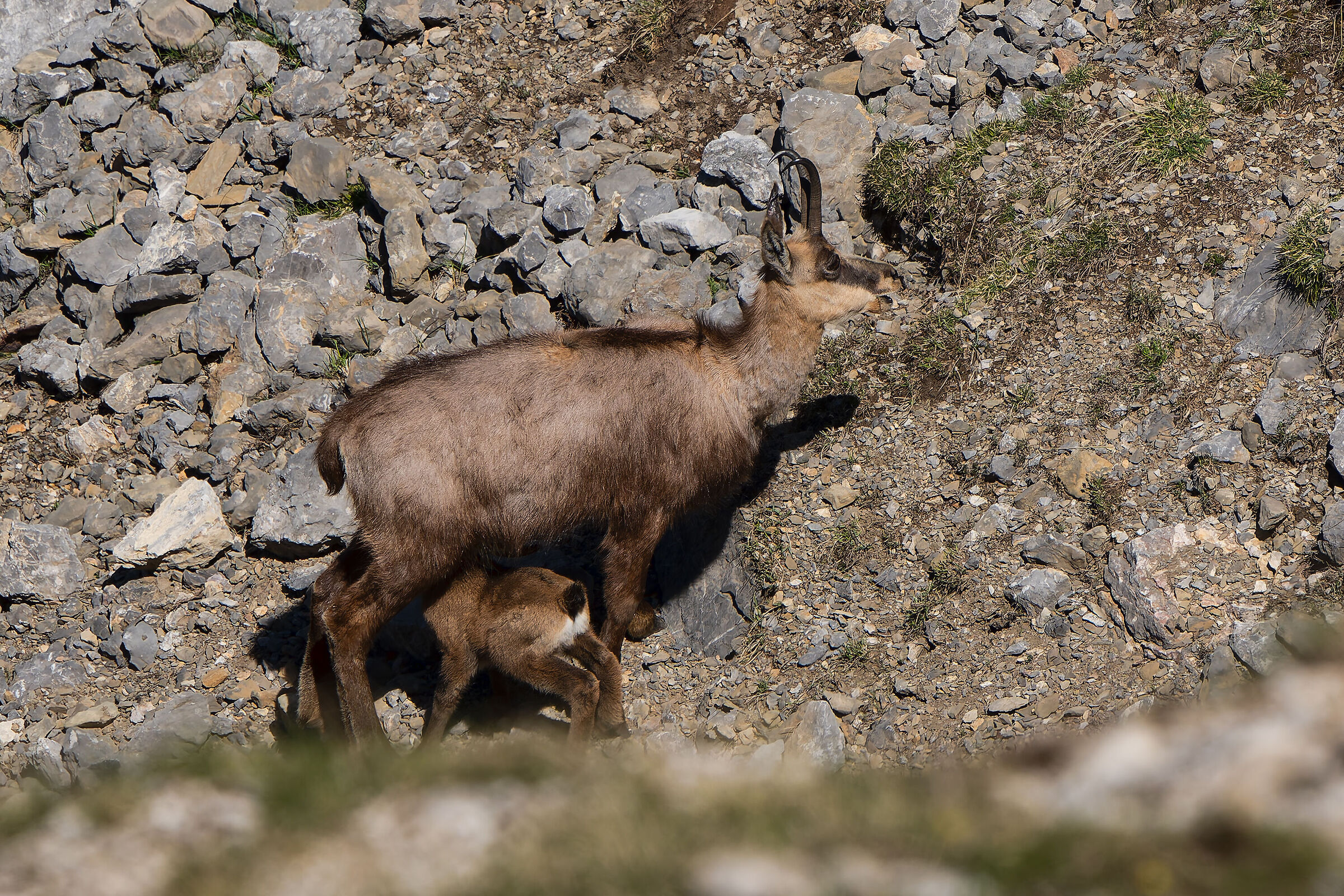Mamma camoscio con il piccolo in poppata
