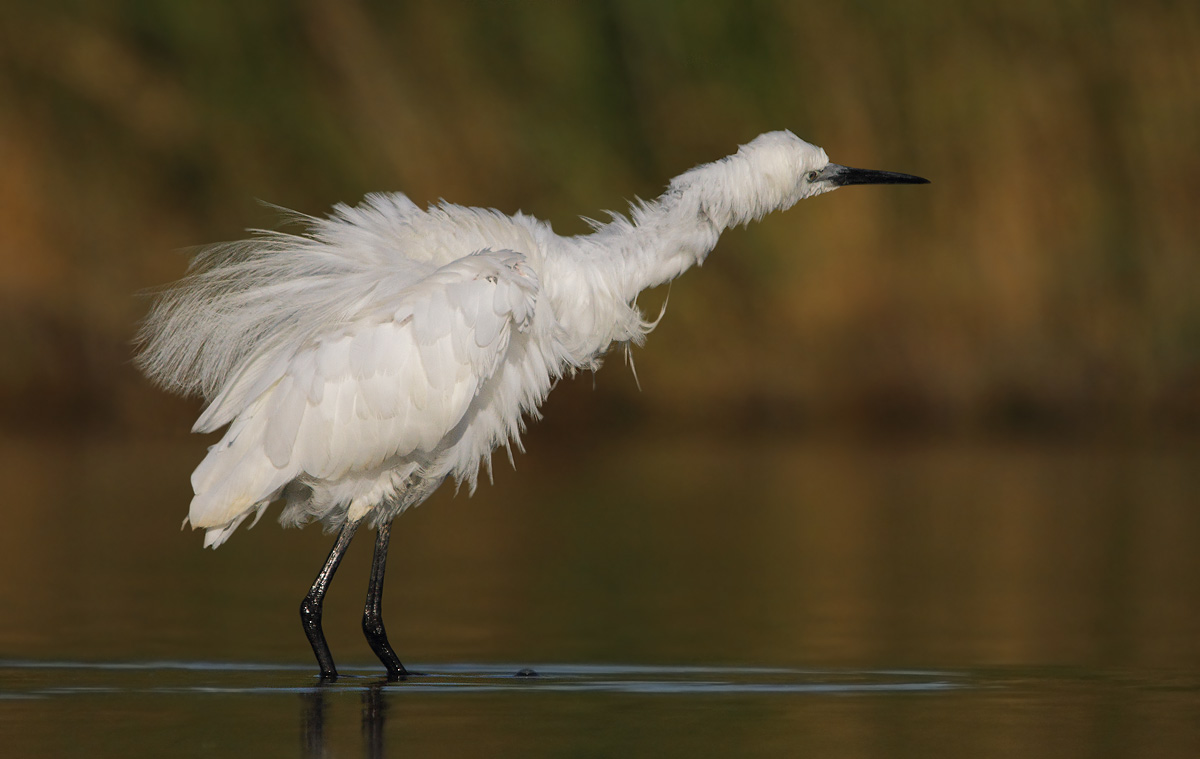 egret