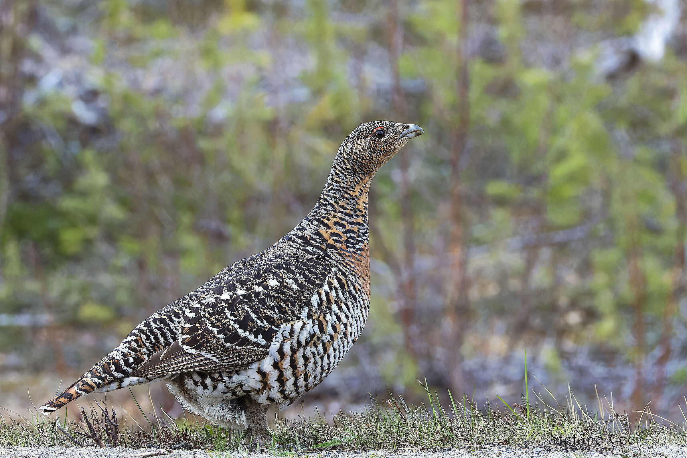 Female capercaillie