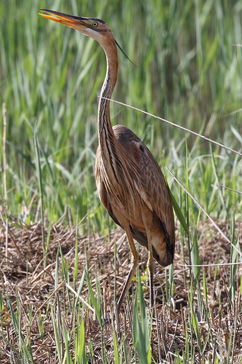 Migrating Purple Heron