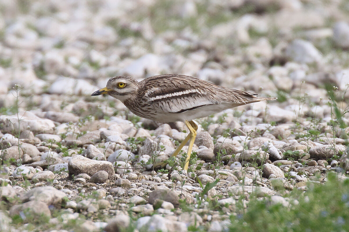 Curlew near the nest