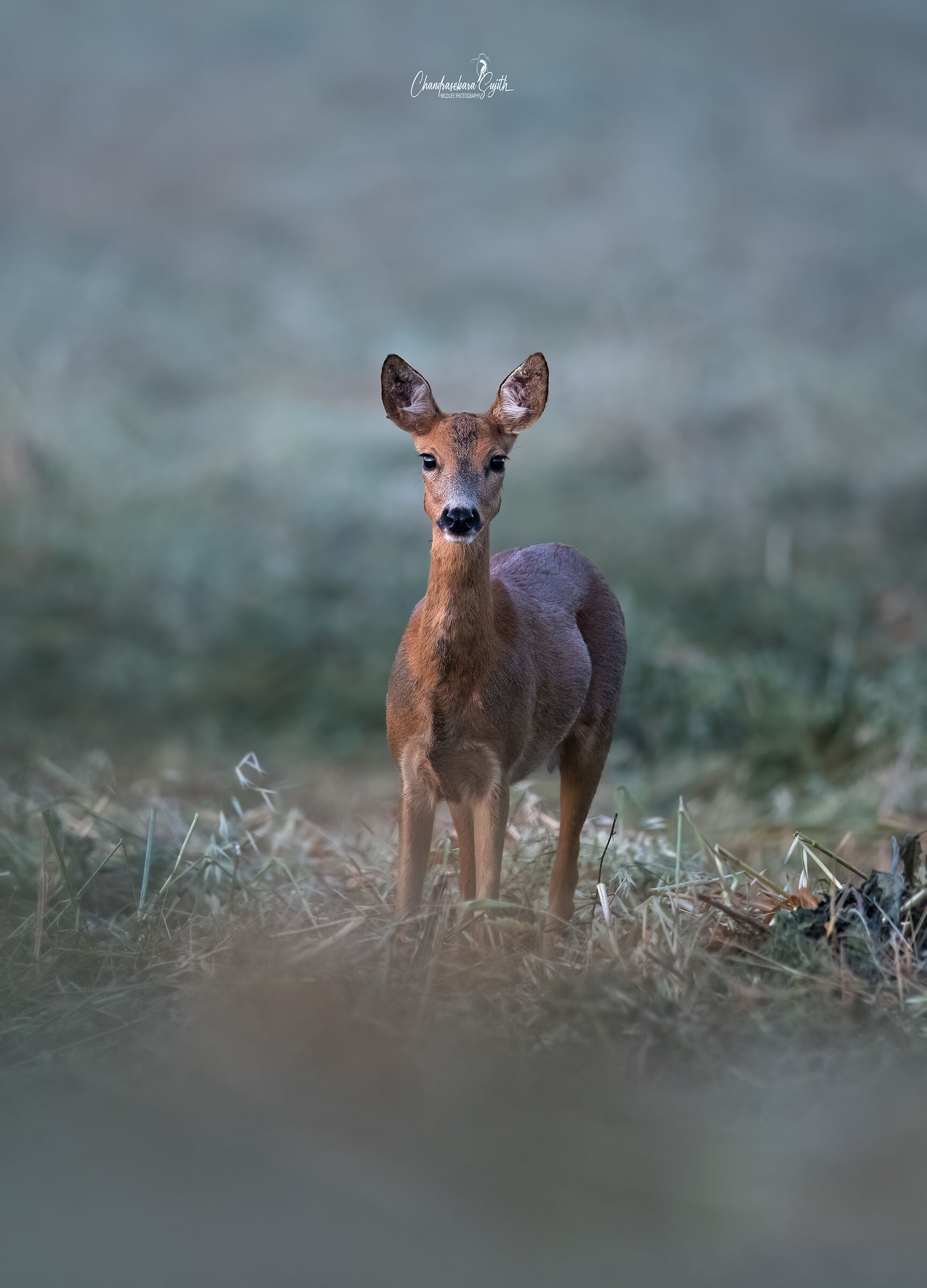 roe deer