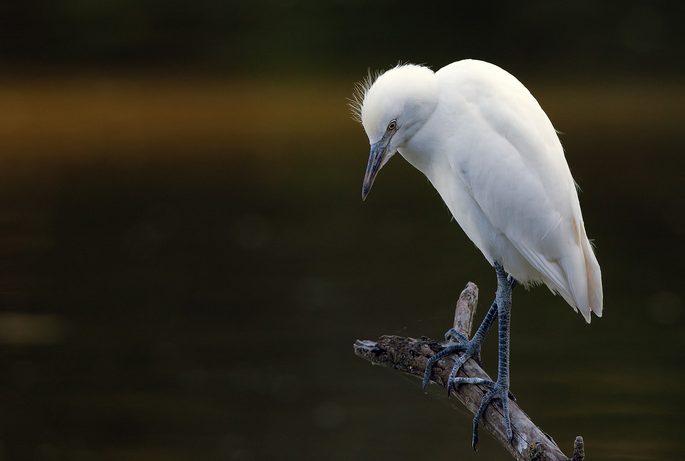 Cattle Egret