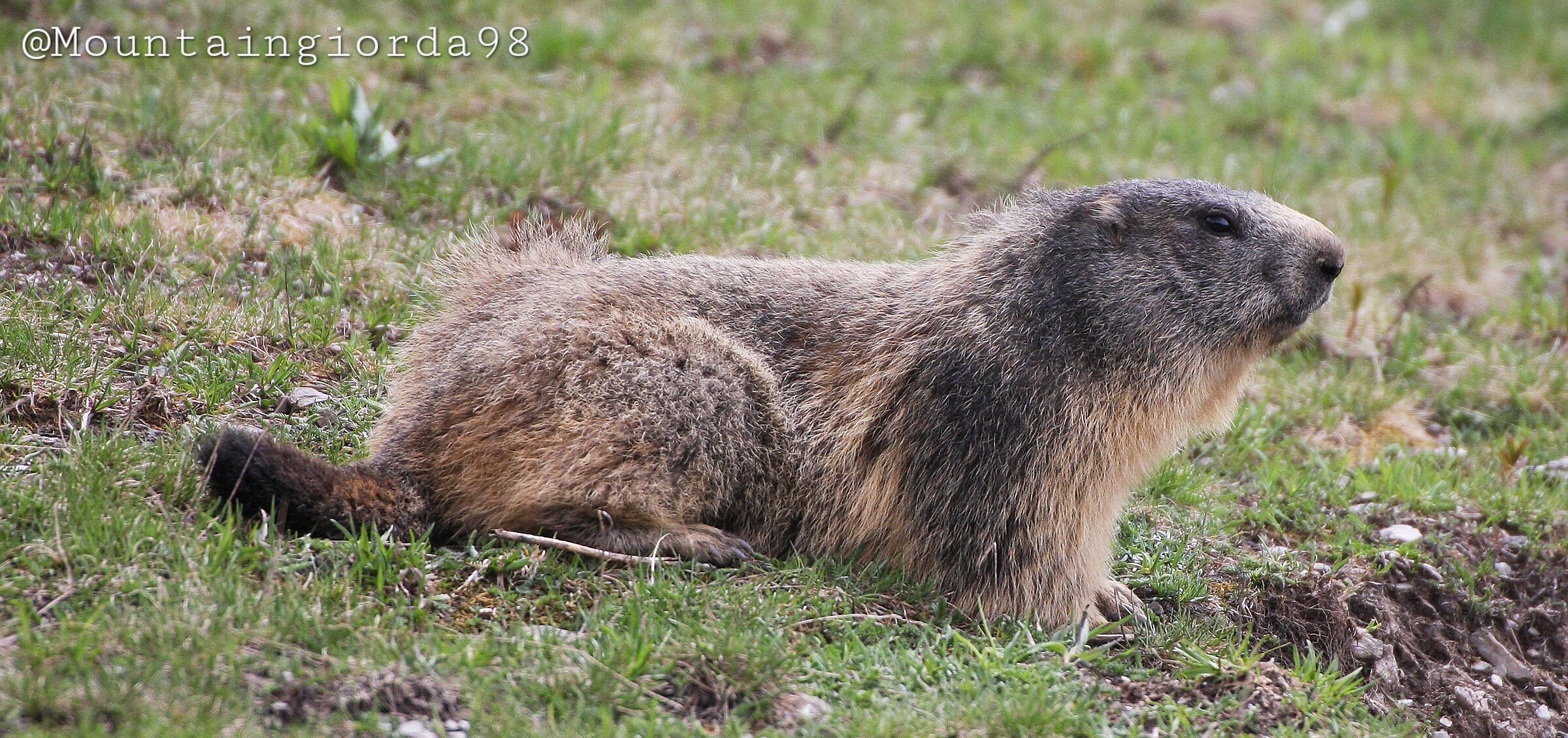 Marmotta