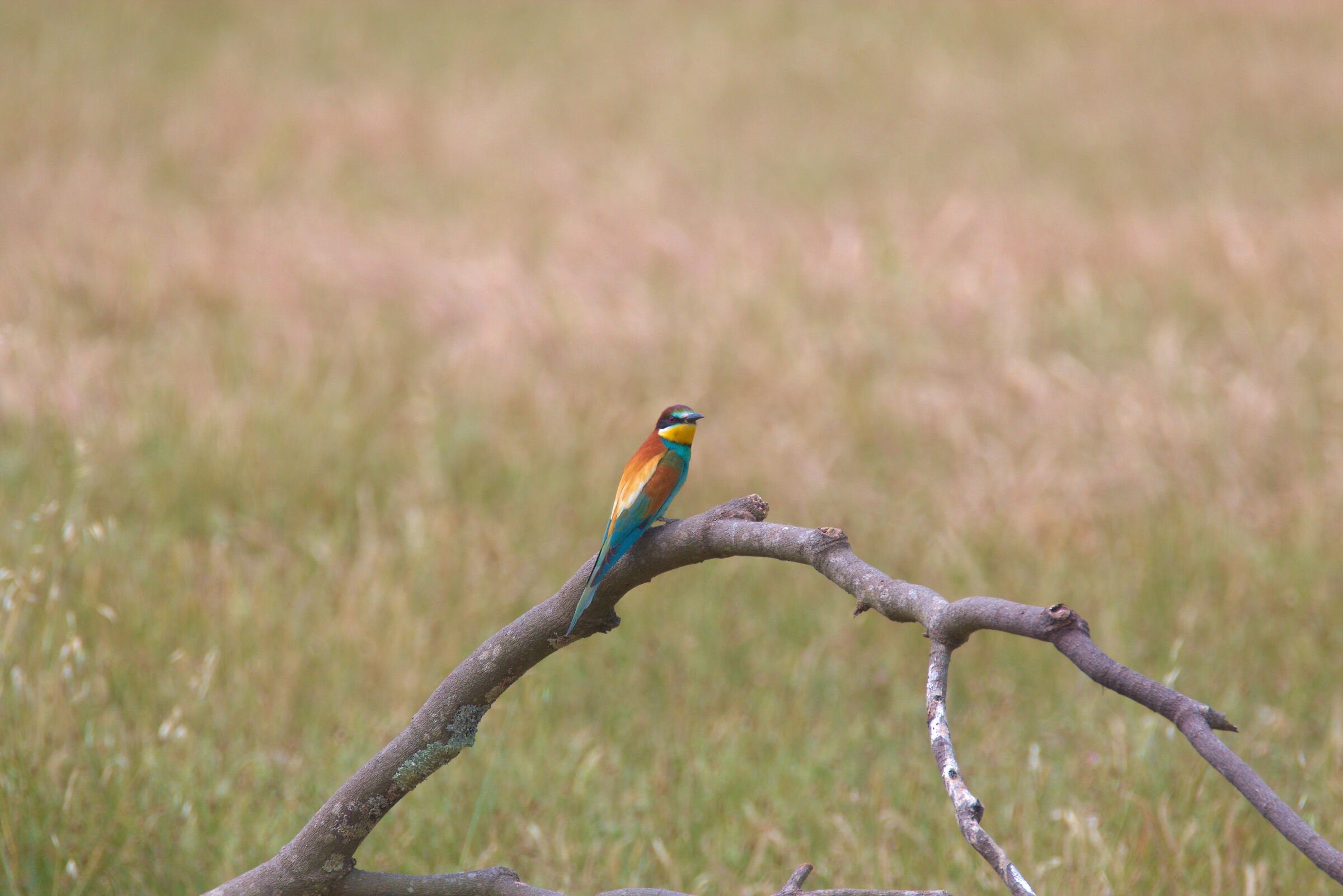 Bee-eater