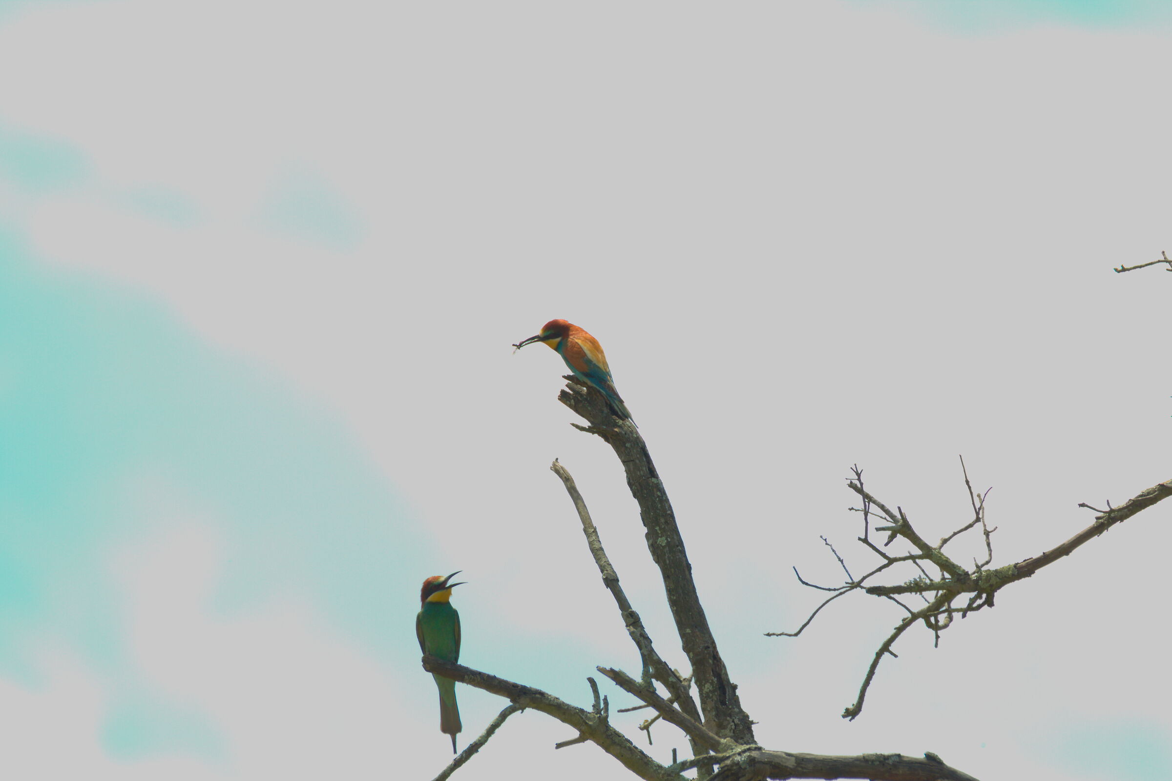 Bee-eater