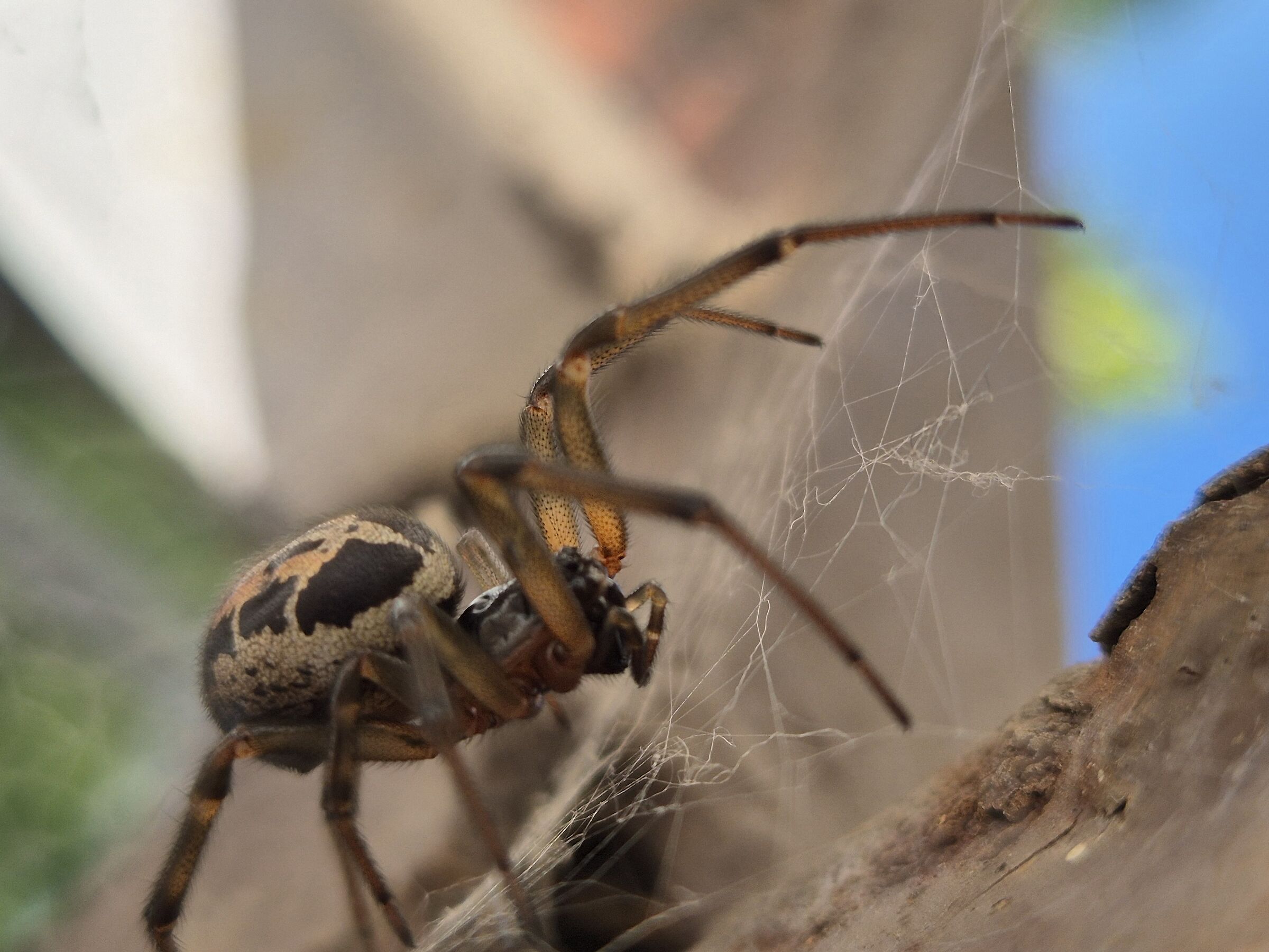 SpiderGainBearer (hopefully)