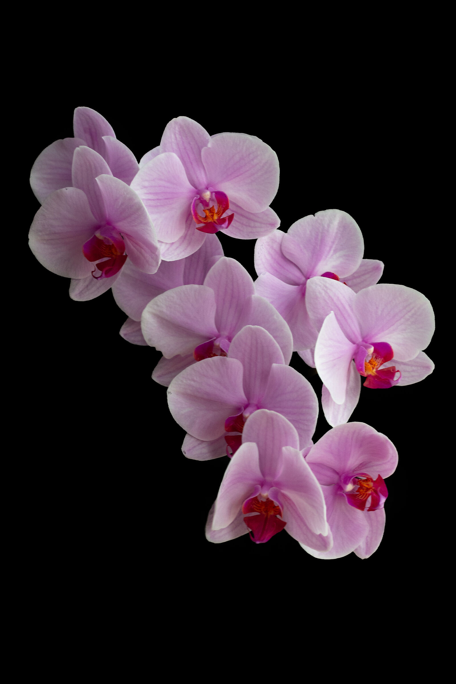 phalenopsis