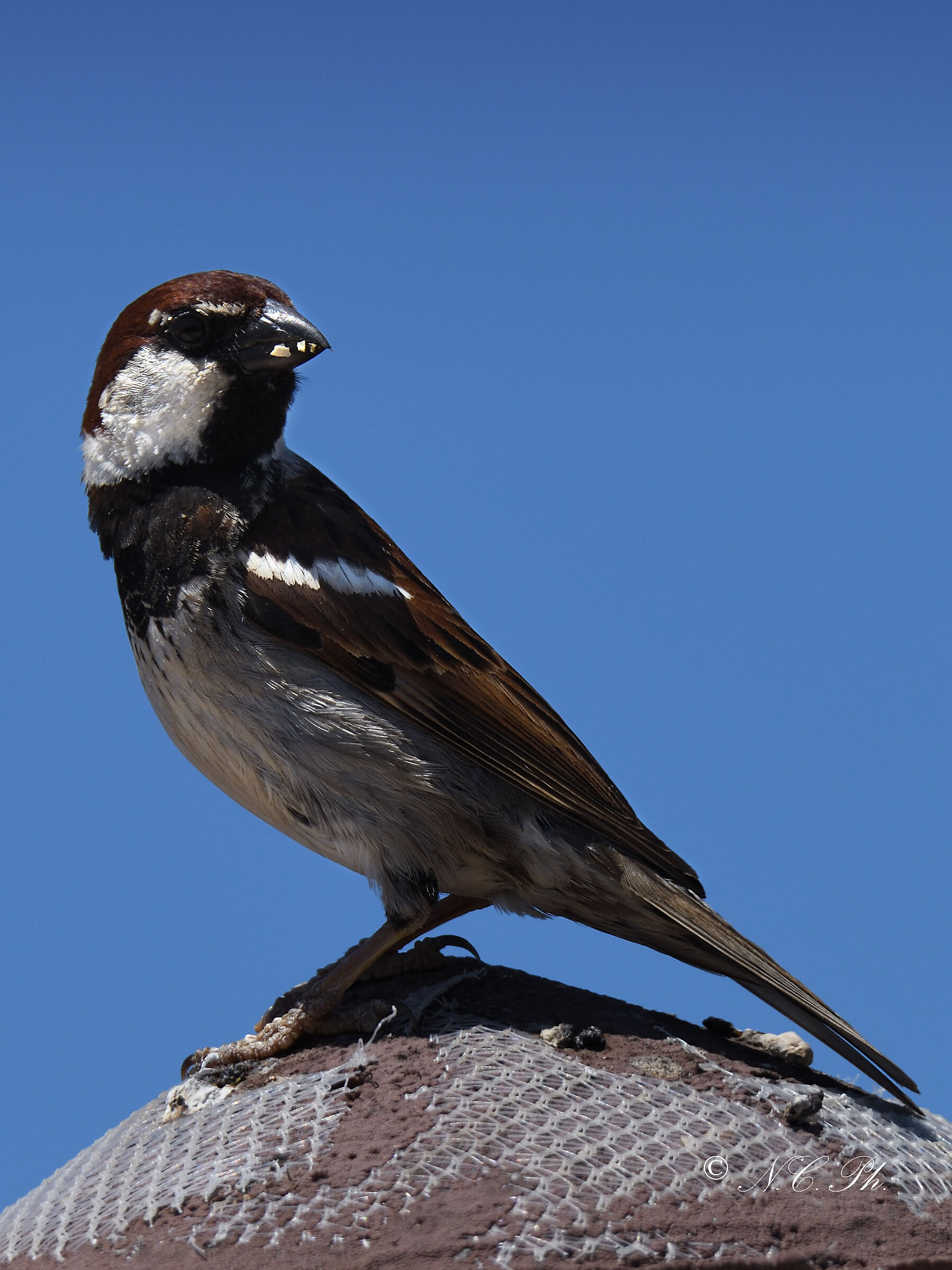 Flounder and snack on the umbrella