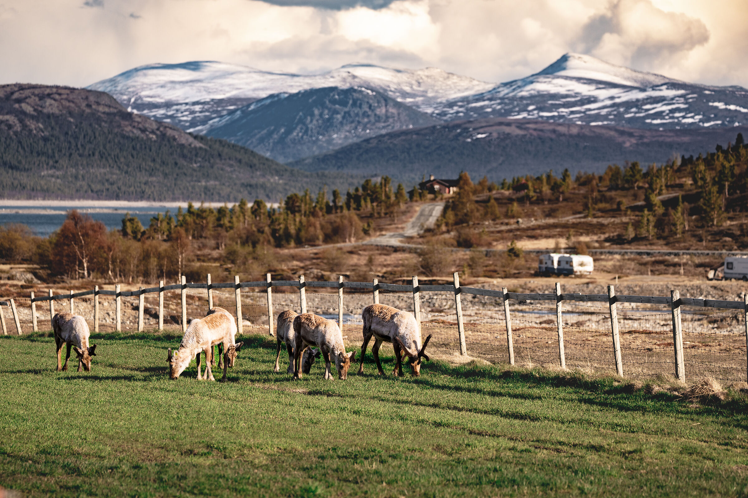 Reindeer in Jotunheimen