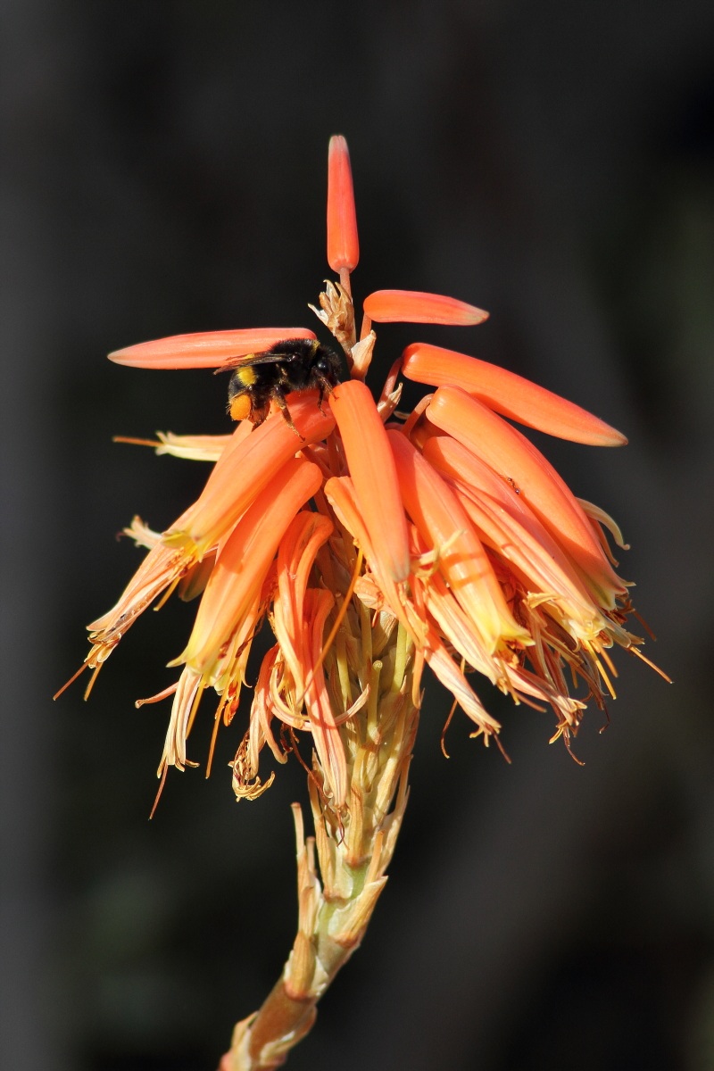 bumblebee on flower of cactus