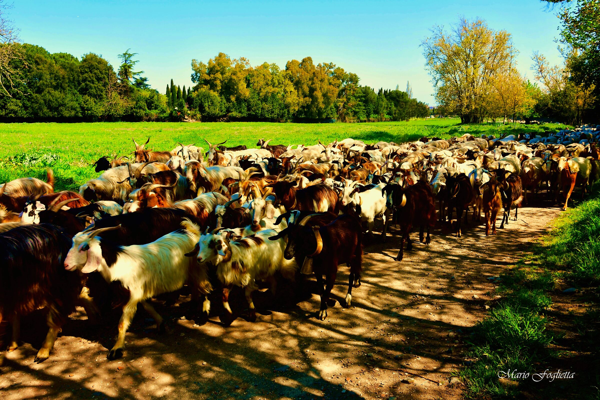 The goats say hello to you........